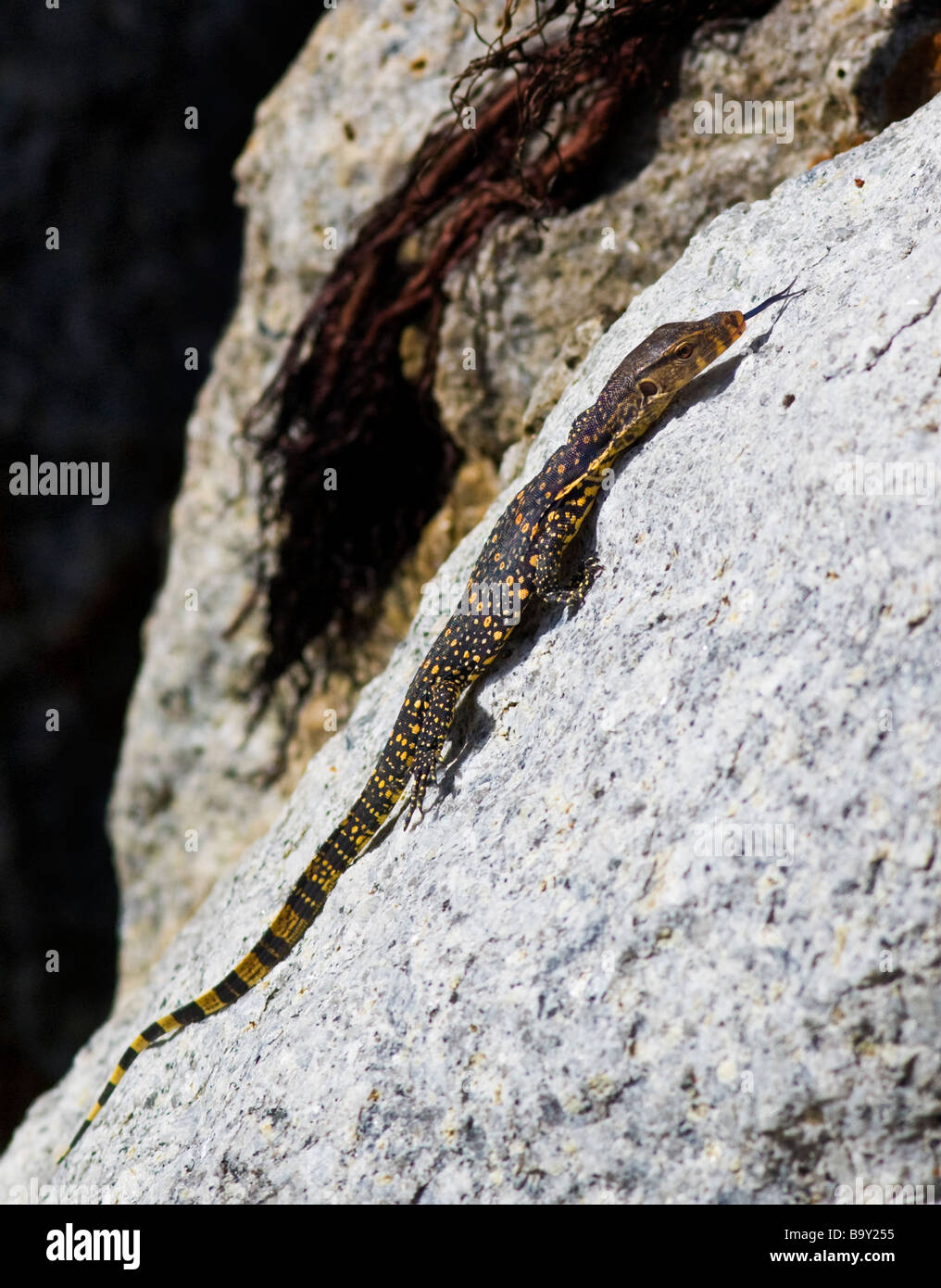 Monitor Lizard Climbing Rocks Close up of monitor lizard hi-res stock photography and images - Alamy