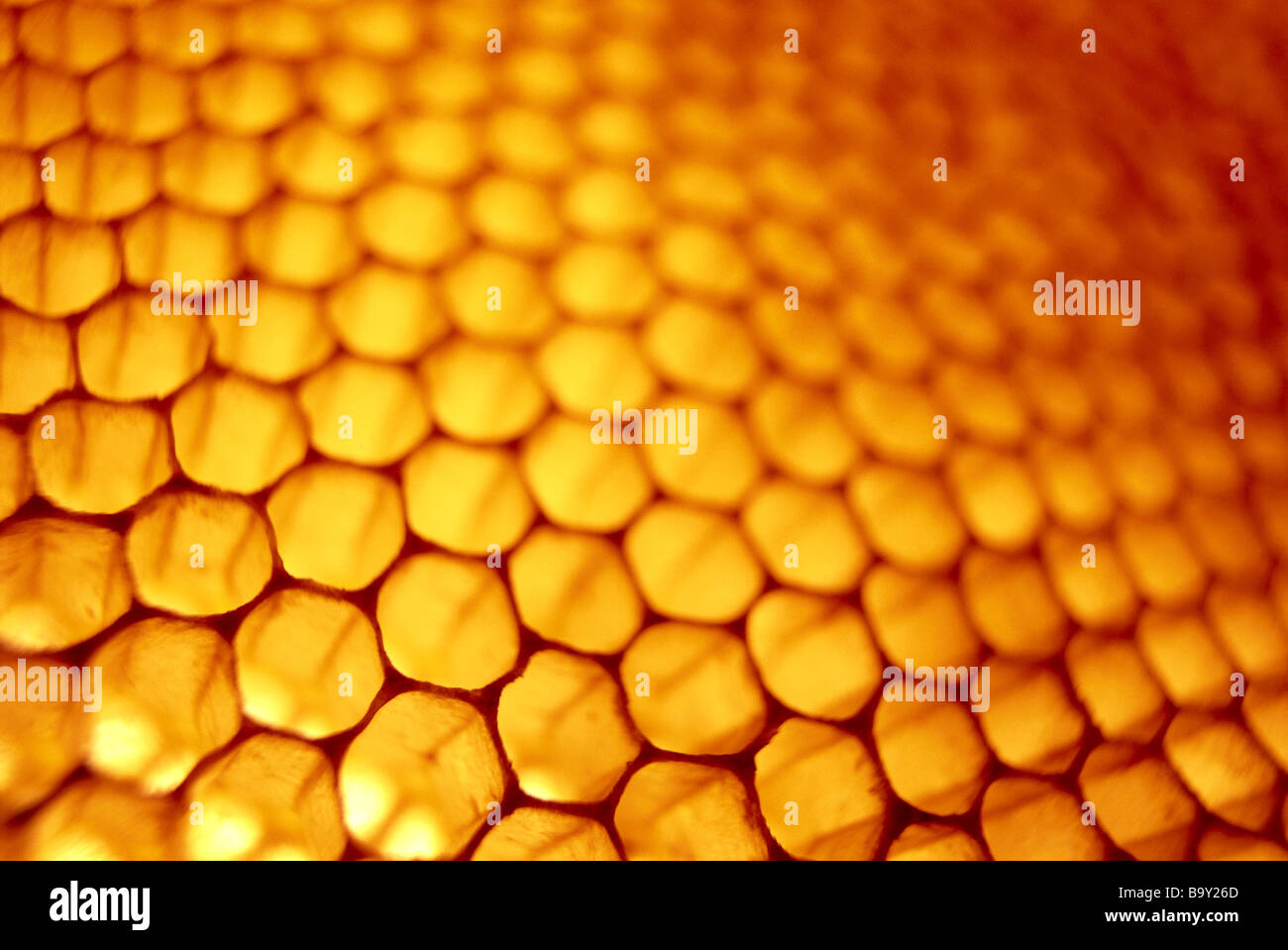 Solid Brood Pattern Brood pattern hi-res stock photography and images - Alamy