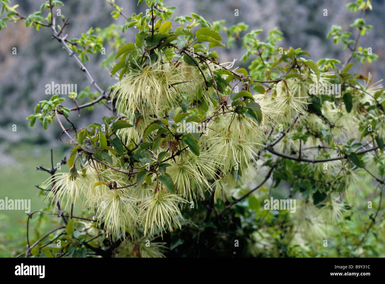 Clematis cirrhosa growing wild, near Rhonda Spain Stock Photo