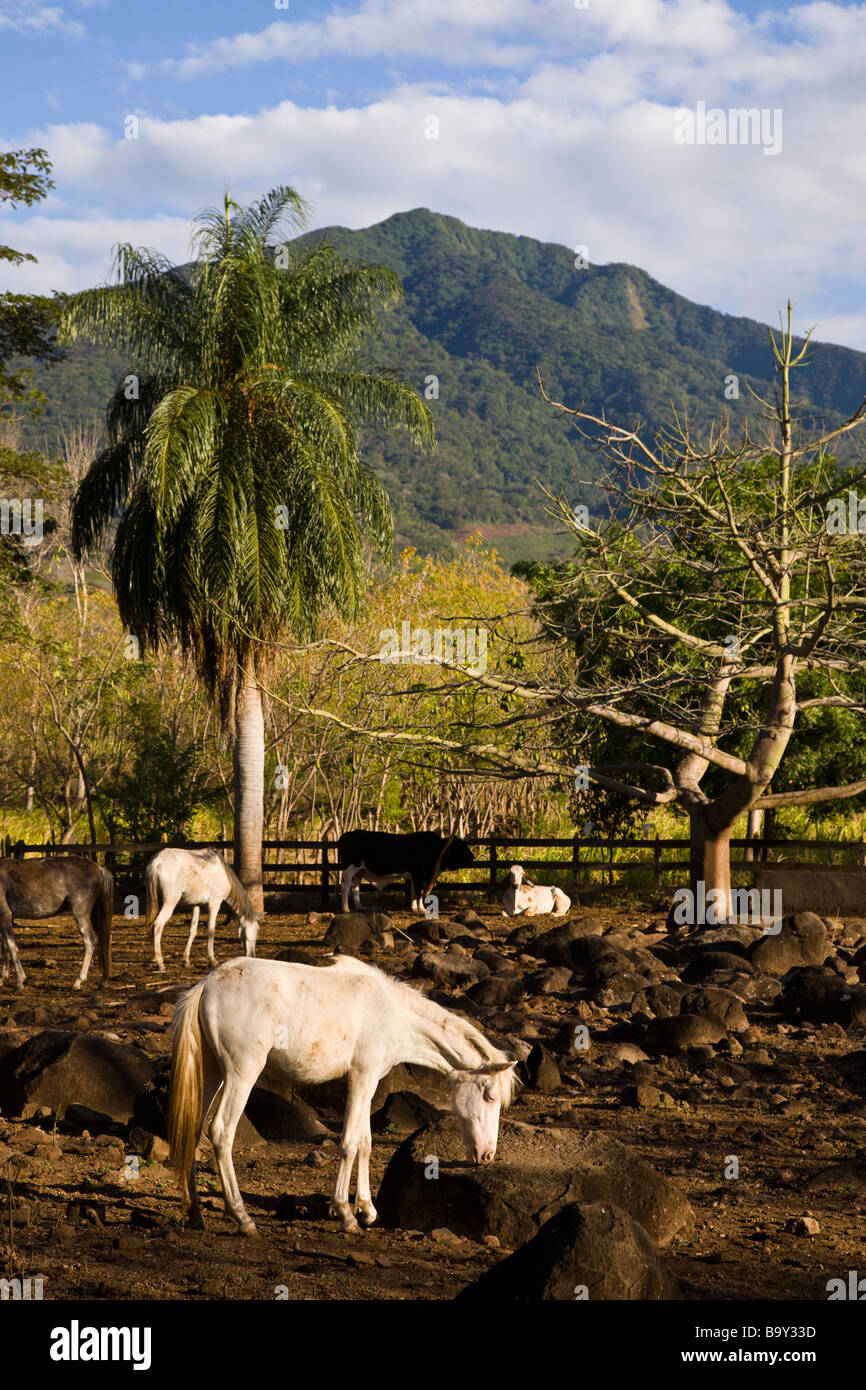 Horse and cattle grazing in front of the Maderas Volcano on Ometepe Island on Lake Nicaragua or Cocibolca. Stock Photo