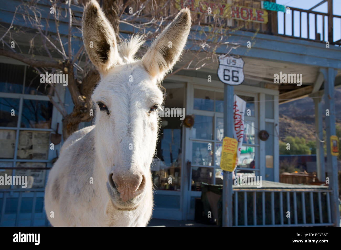 Oatman donkey hires stock photography and images Alamy