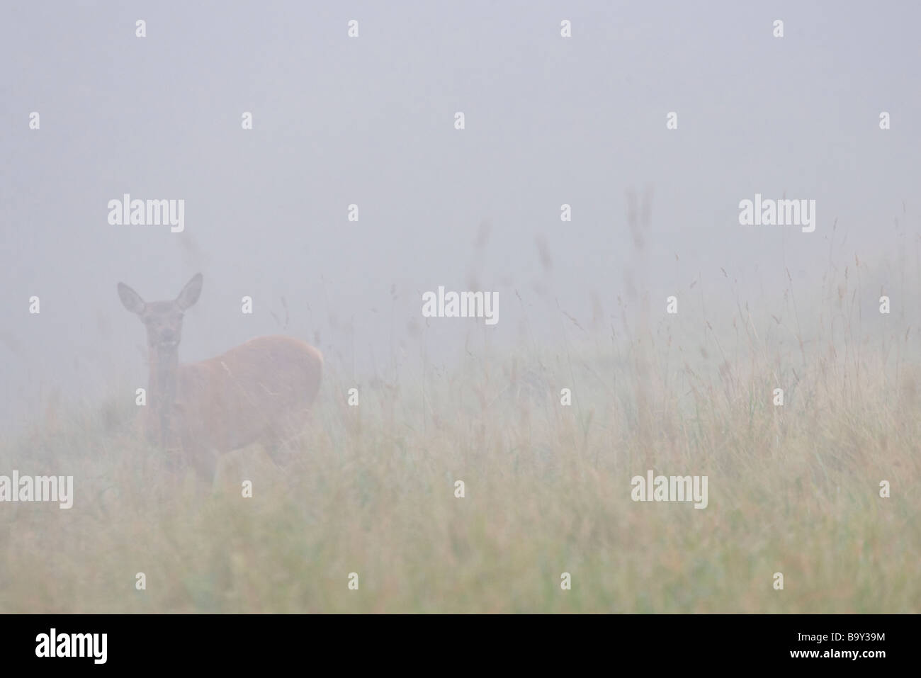 Red Deer stags in the mist somerset Stock Photo