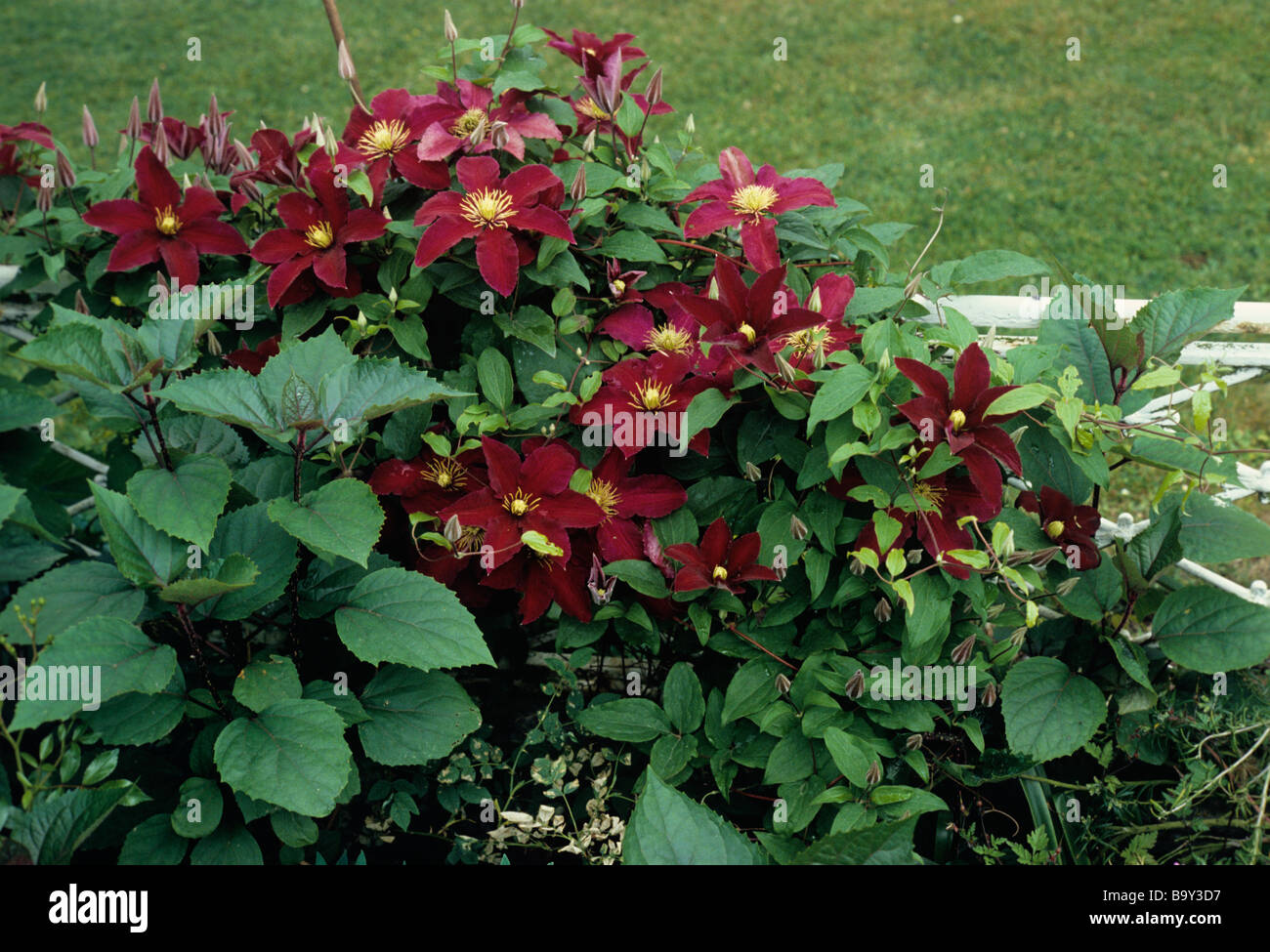 Clematis Niobe High Resolution Stock Photography And Images Alamy