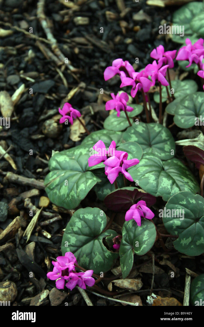 English sowbread hi-res stock photography and images - Alamy