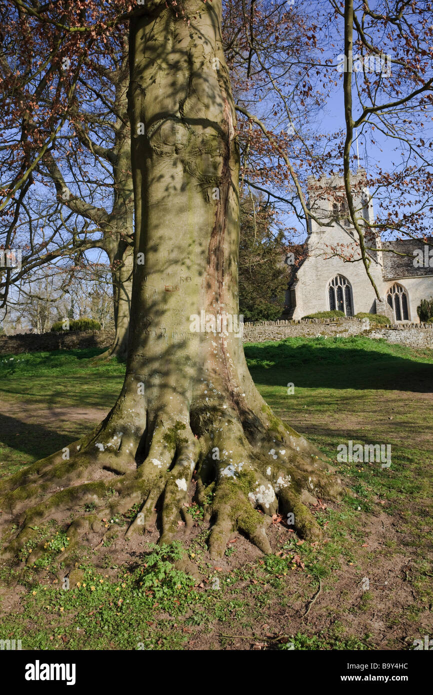 Tree Roots and St Kenelm's Church, Minster Lovell Hall, built by Lord William Lovell in the 1440's Stock Photo