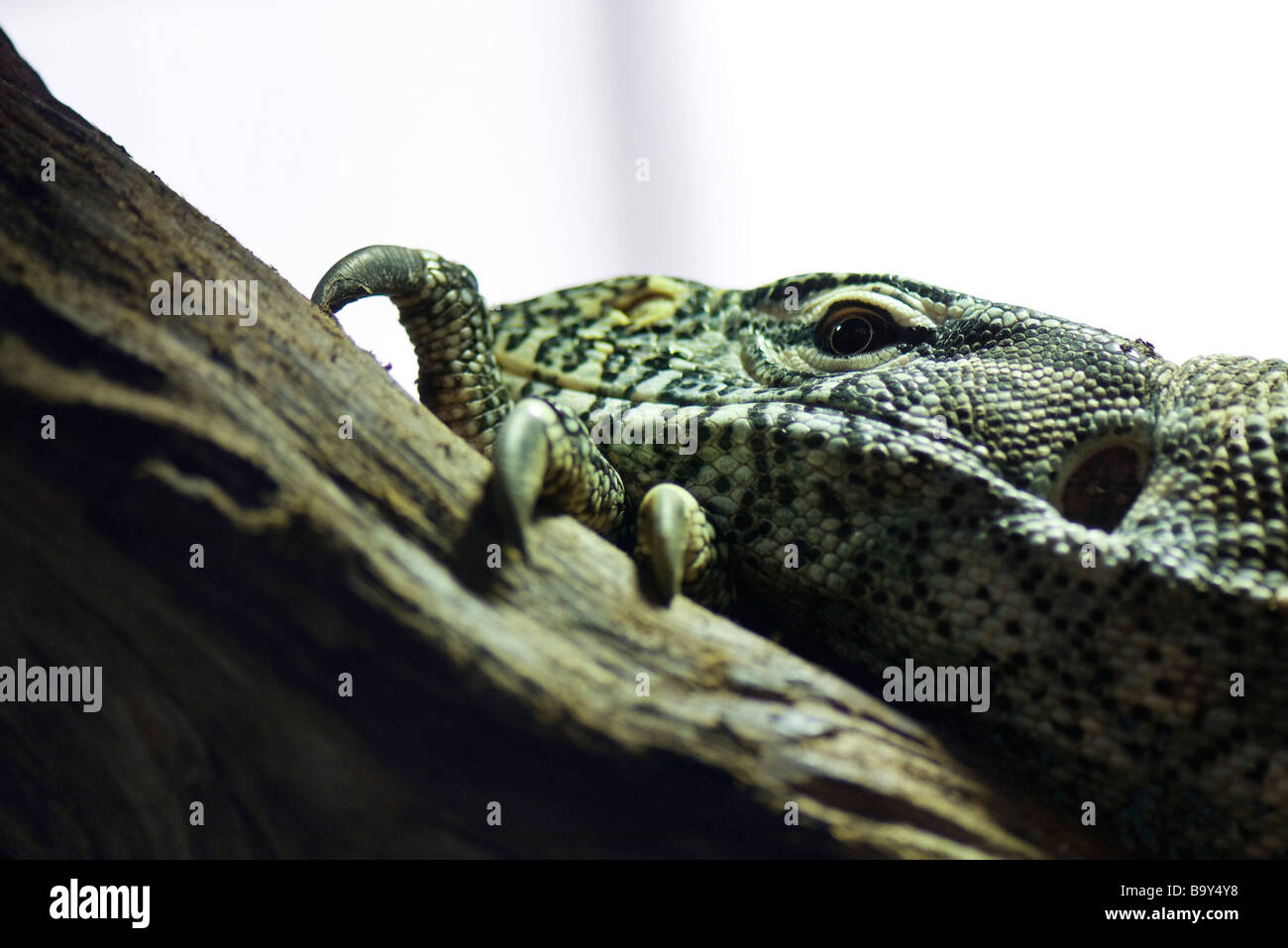 Nile Monitor (Varanus niloticus) Stock Photo