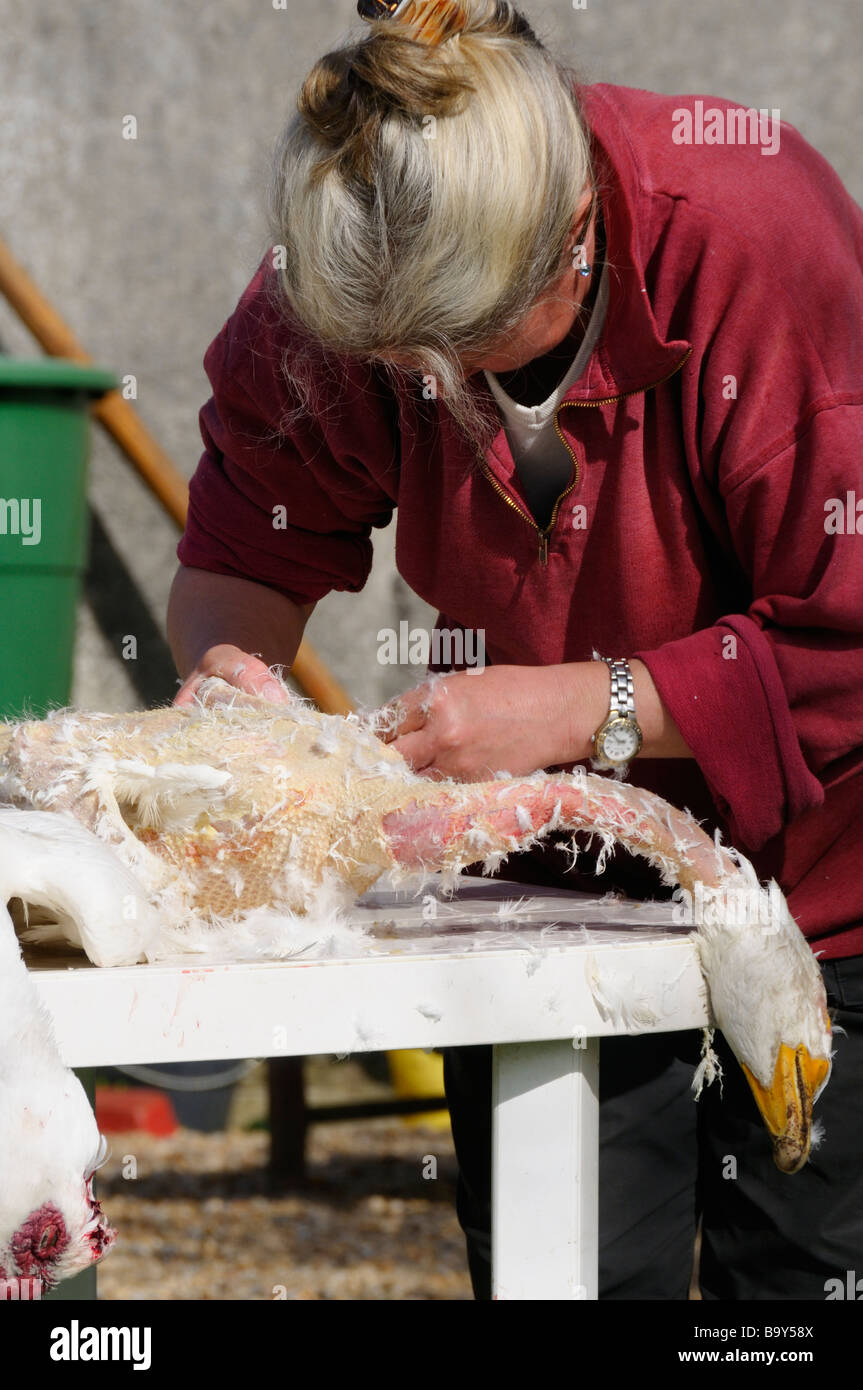 How to pluck goose How to pluck goose