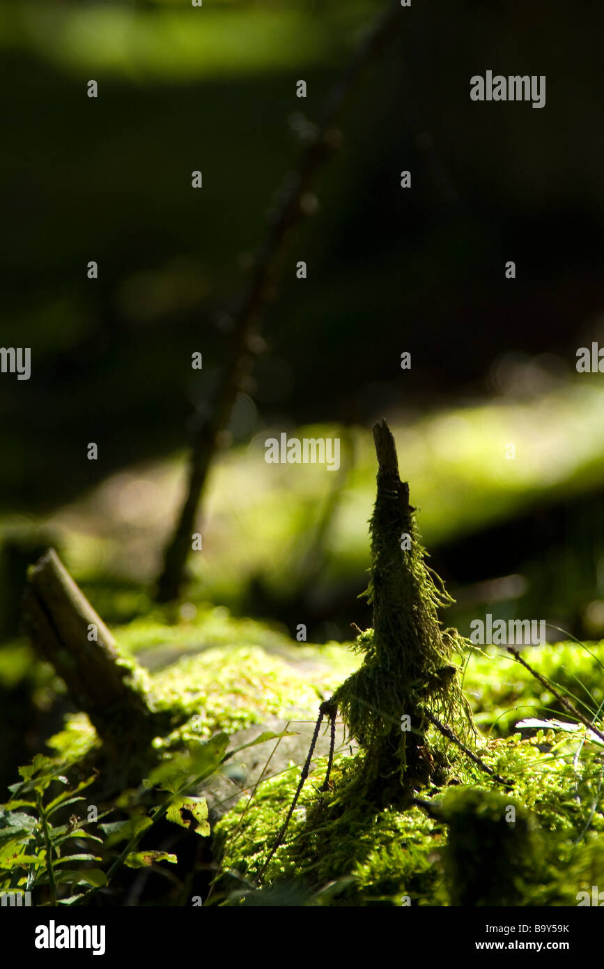 Vertical close up green moss hi-res stock photography and images - Alamy