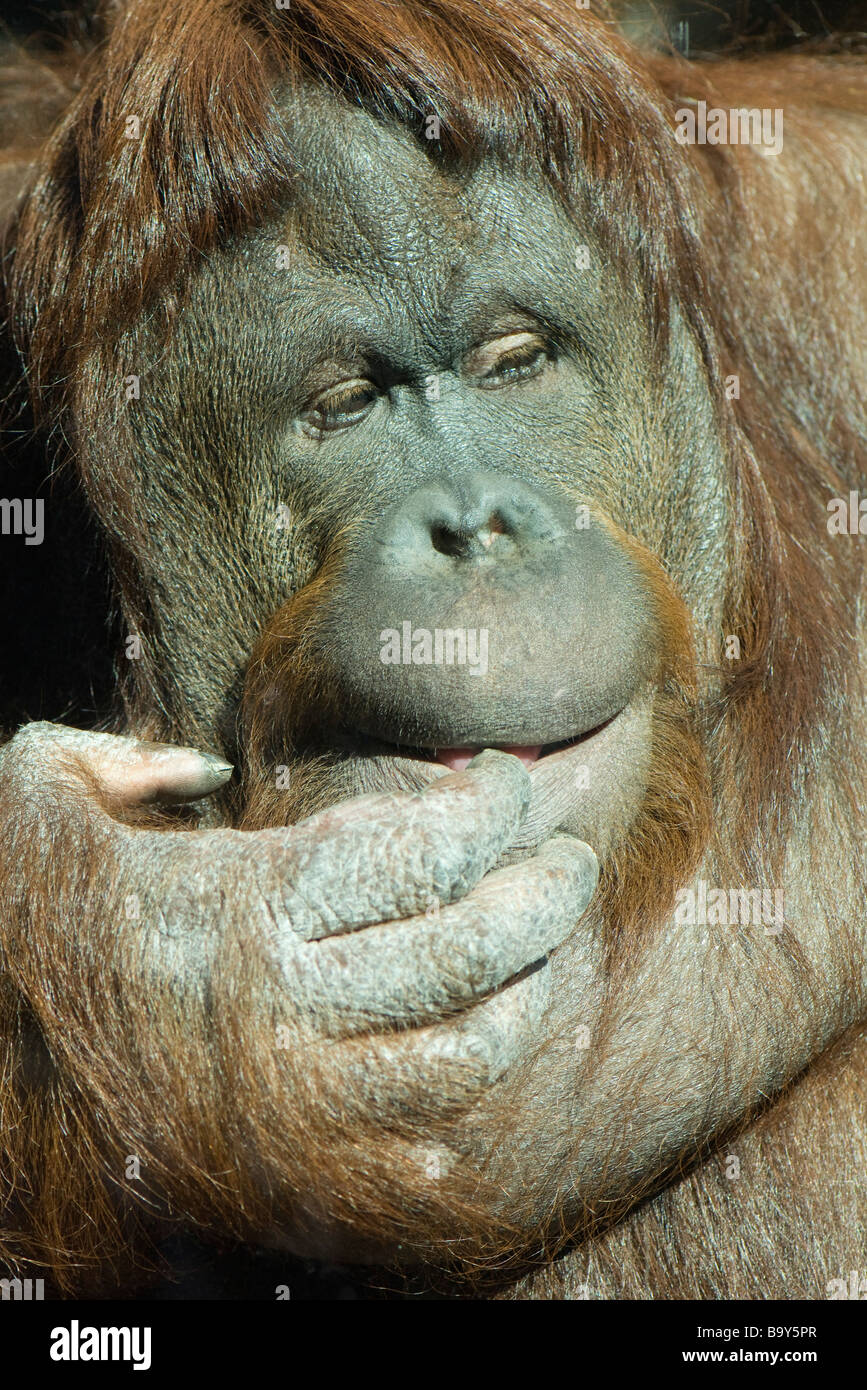 Orangutan (Pongo pygmaeus Stock Photo - Alamy