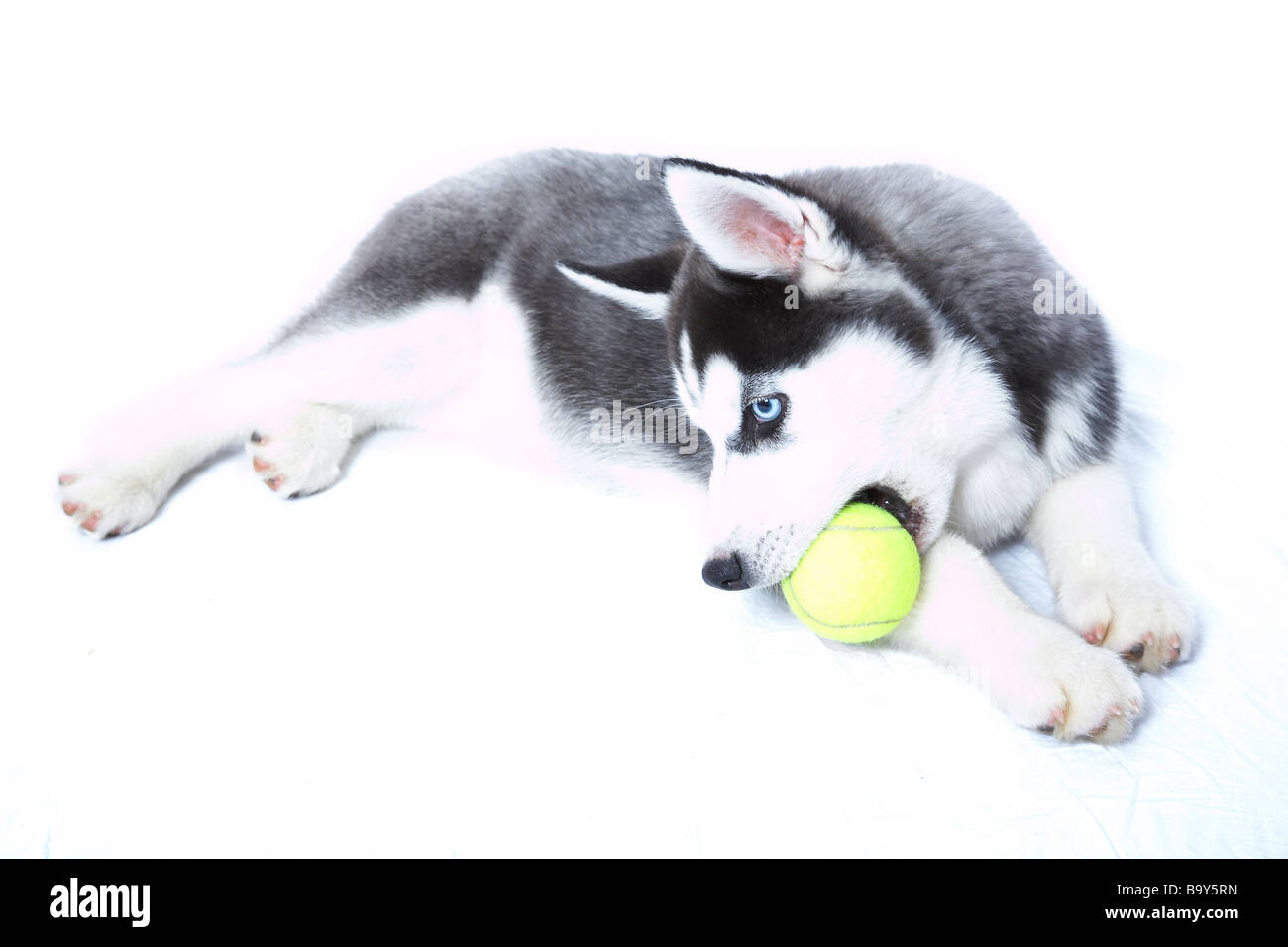 A Siberian Husky puppy Stock Photo - Alamy