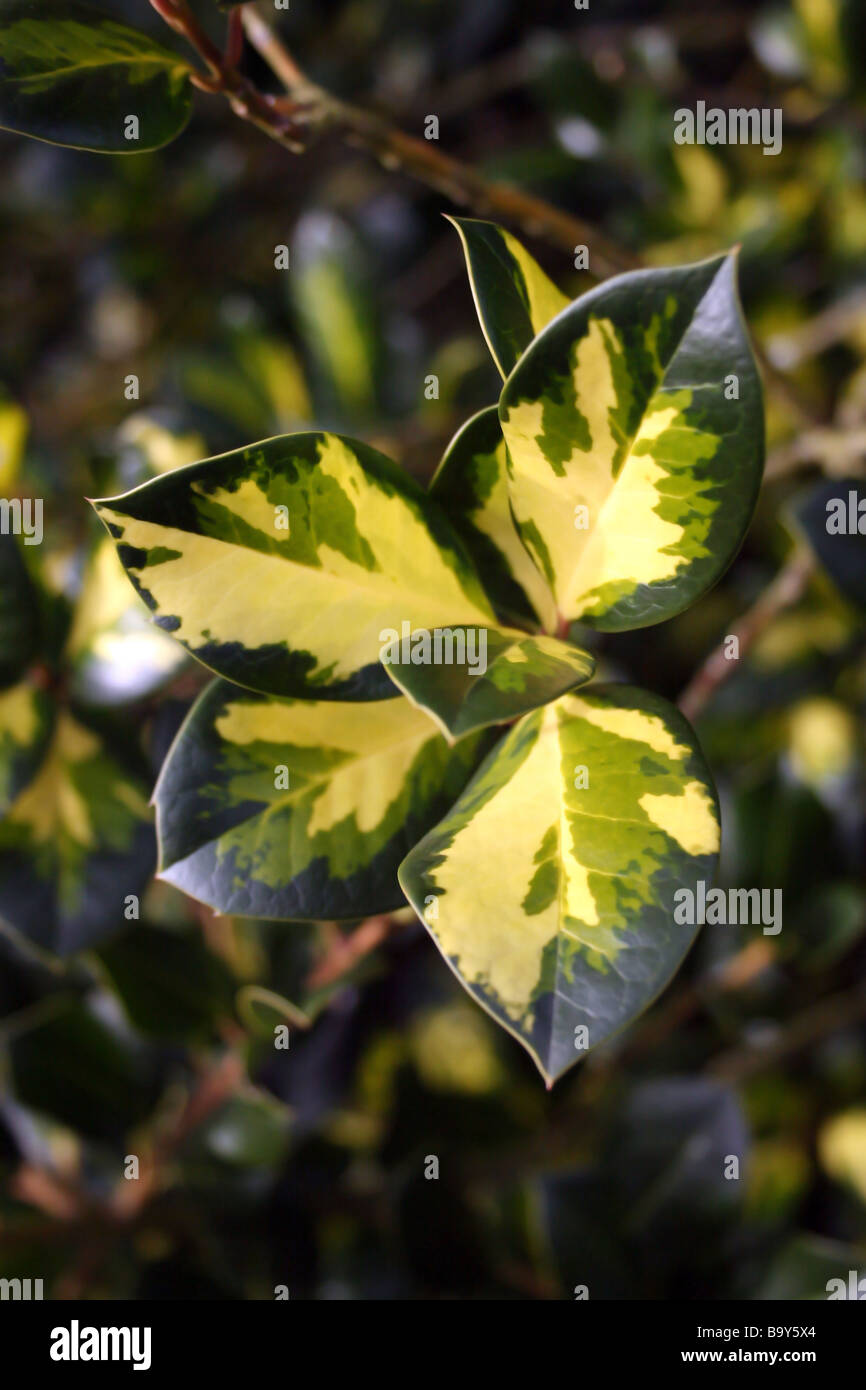 THE LEAVES OF ILEX ALTACLERENSIS LAWSONIANA. HOLLY Stock Photo