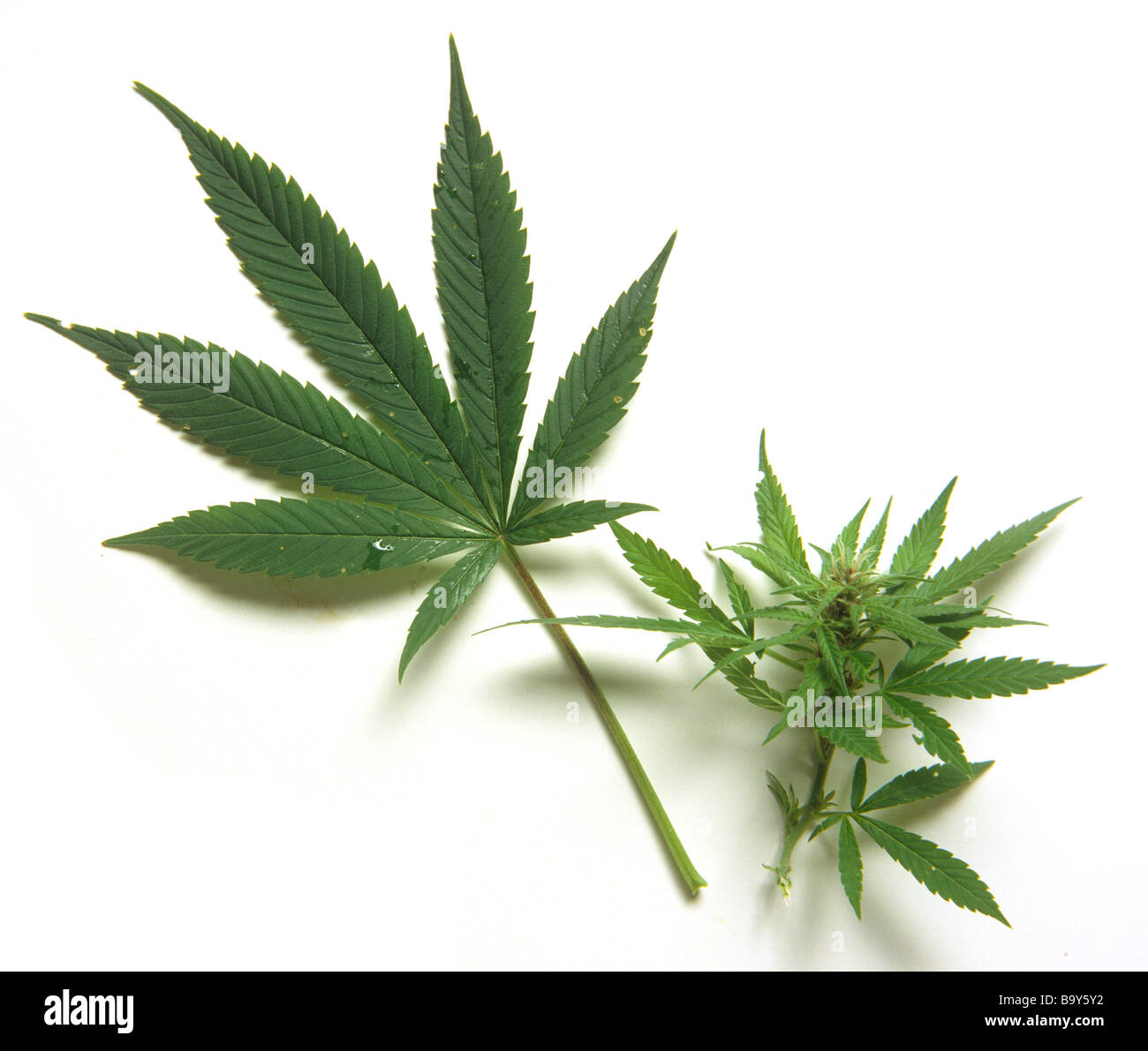 Cannabis sativa variety; 'Durban Poison' - female shoots Stock Photo