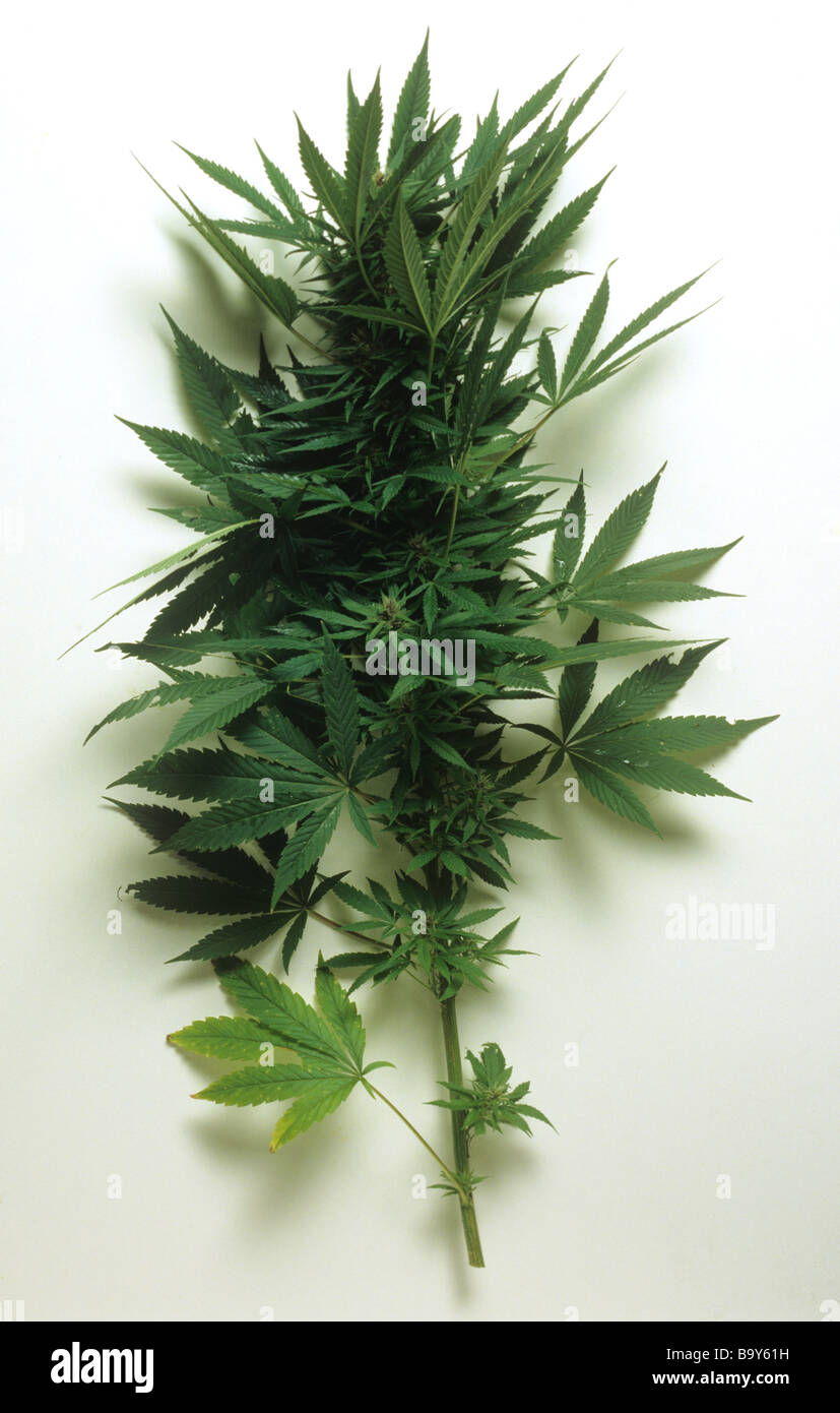 Cannabis sativa variety; 'Durban Poison' - female plant Stock Photo