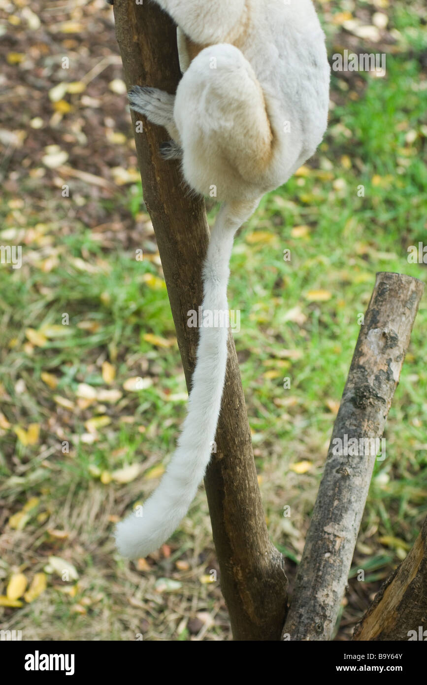 Lemur in tree, low section Stock Photo