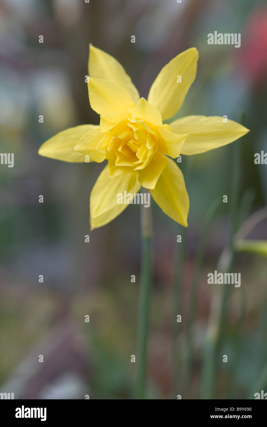 Narcissus Double Campernelle Stock Photo Alamy