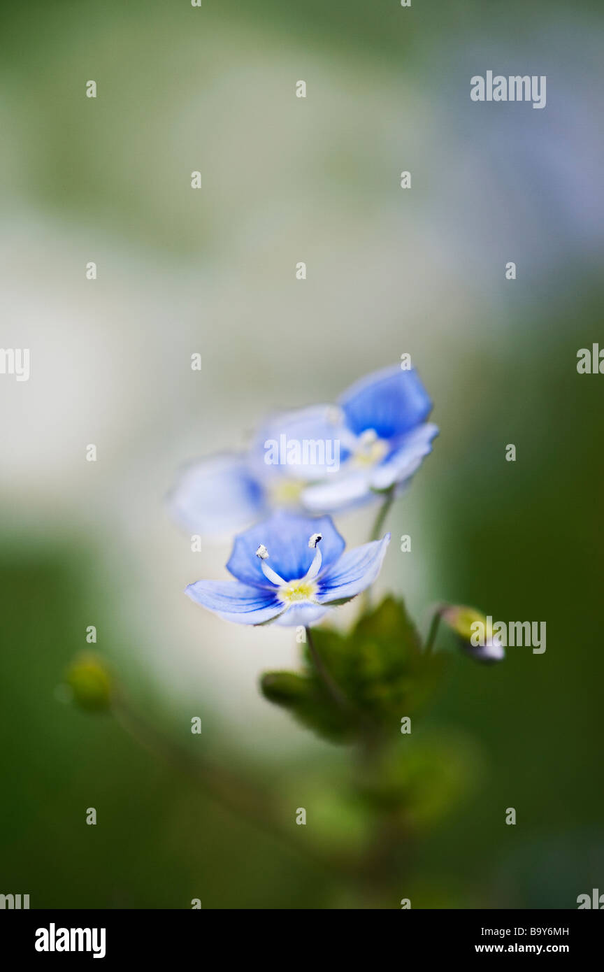 Veronica chamaedrys. Germander Speedwell flower close up. Selective focus Stock Photo
