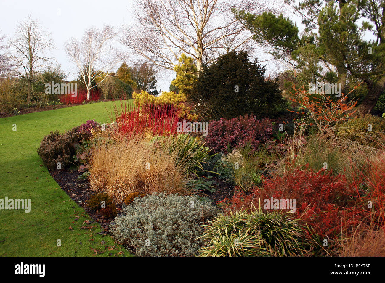 A WINTER BORDER WITH COLOURFUL CORNUS DOGWOODS AND OTHER SHRUBS. RHS HYDE HALL ESSEX UK Stock Photo