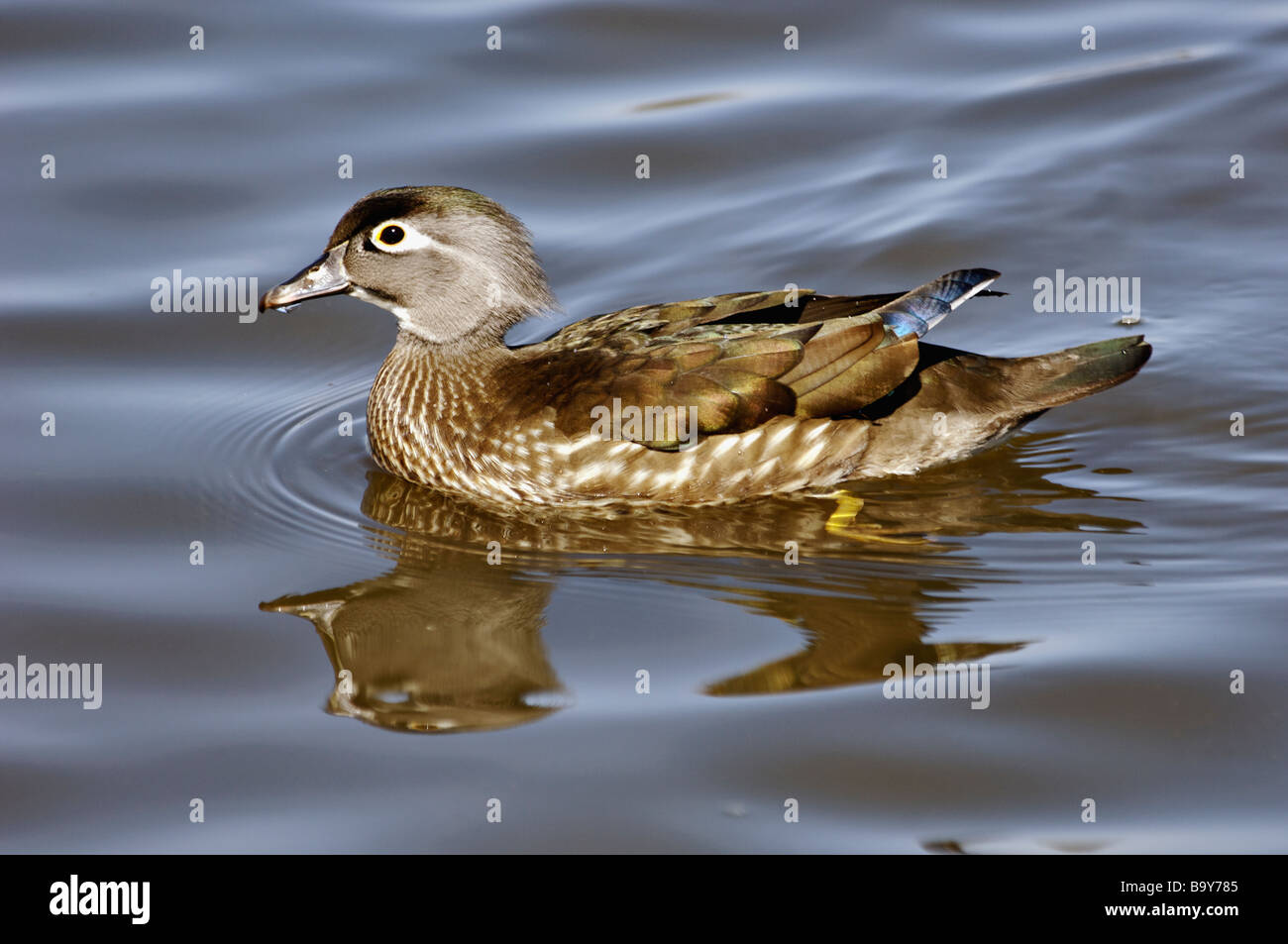 Female Wood Duck Aix Sponsa Swimming On Lake In Southern Indiana Stock Female Wood Duck Aix Sponsa Swimming On Lake In Southern Indiana Stock