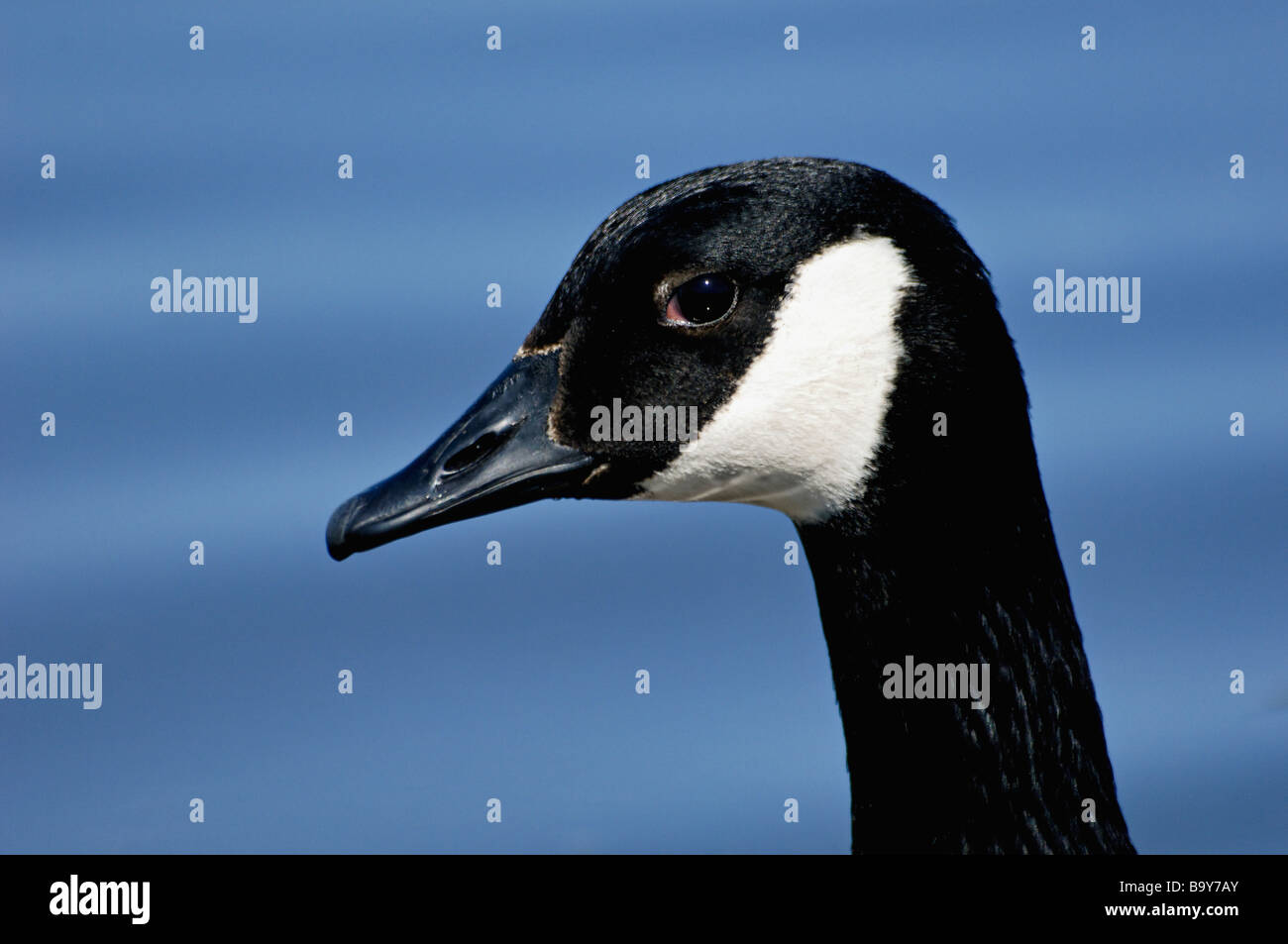 Mad Canada Goose Head Profile Stock Photo - Alamy