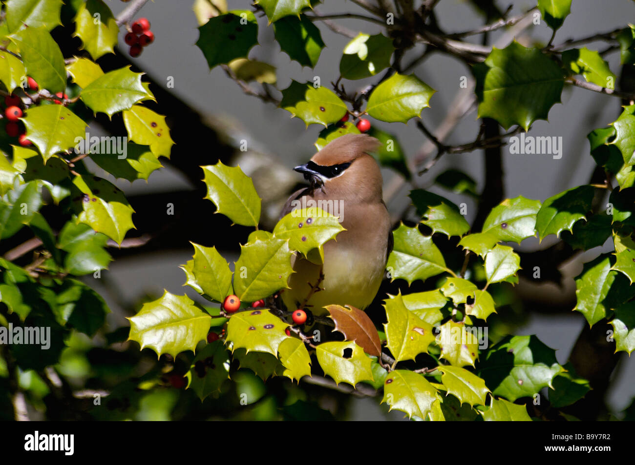 Cedar Waxwing Perched in Holly Tree in Southern Indiana Stock Photo