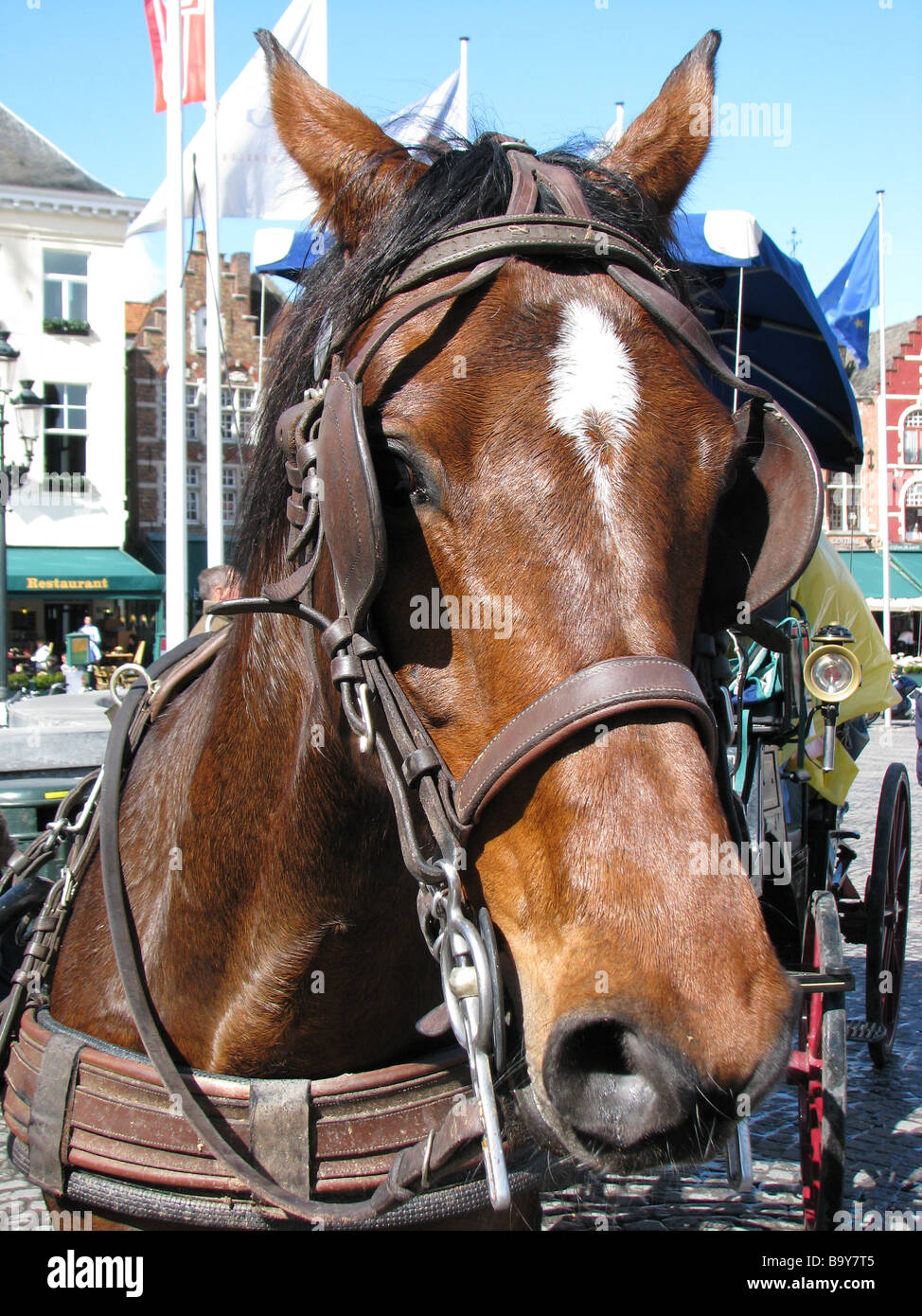 Horse in the Market Square, Bruges, Belgium Stock Photo