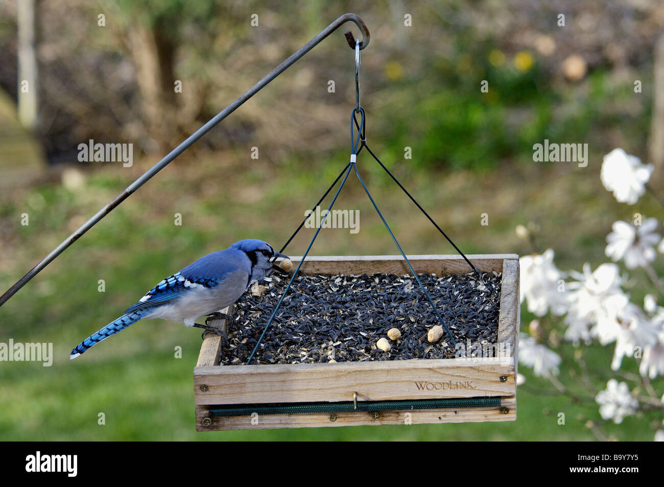Backyard Bird Feeder Corvidae Stock Photos Backyard Bird Feeder