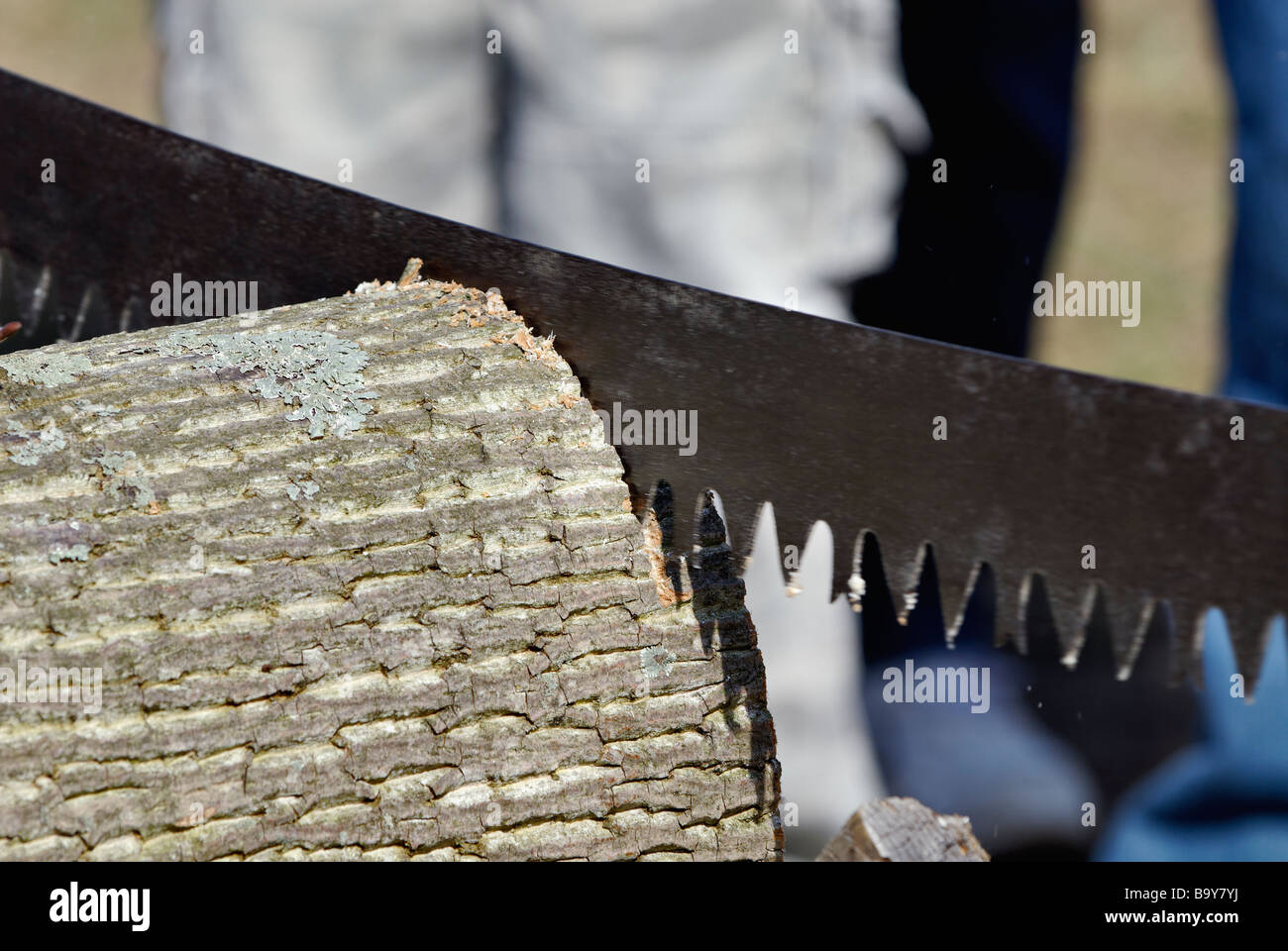 Detail of Two Man Crosscut Saw Cutting through Log Stock Photo Alamy