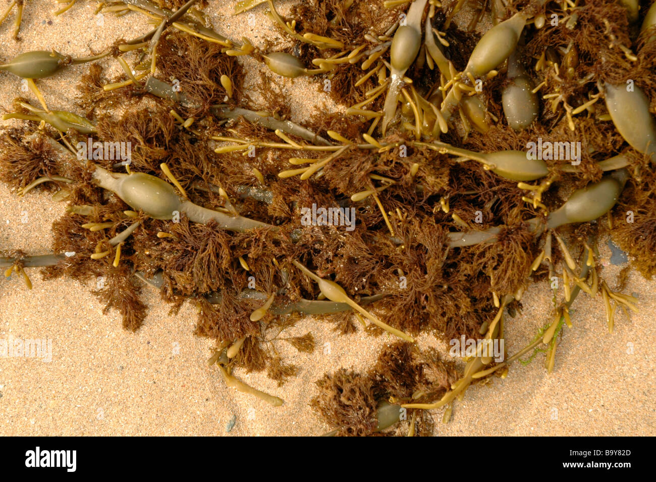 Red epiphytic seaweed Polysiphonia lanosa on knotted wrack Ascophyllum nodosum UK Stock Photo