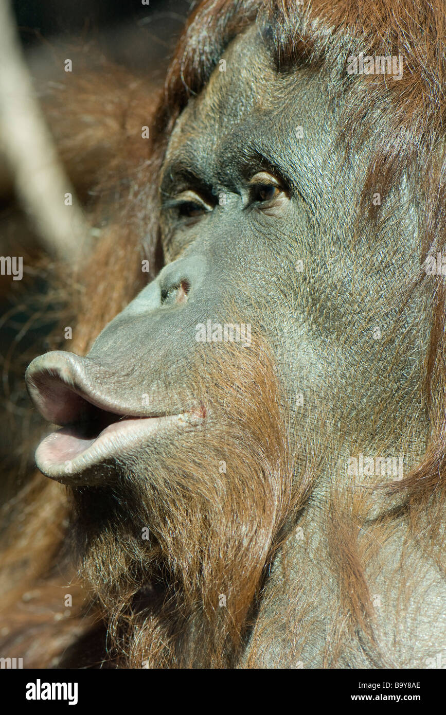 Orangutan (Pongo pygmaeus), pursing lips Stock Photo