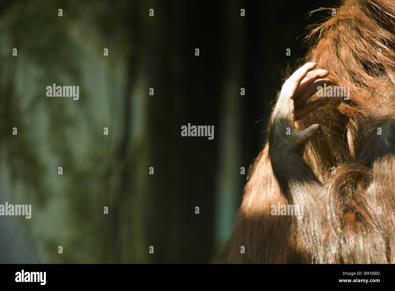 Orangutan (Pongo pygmaeus), scratching Stock Photo
