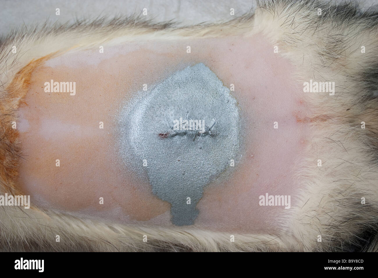 Frettchen ferret Mustela putorius furo belly after neutering female with  stitches vet ractice Stock Photo - Alamy