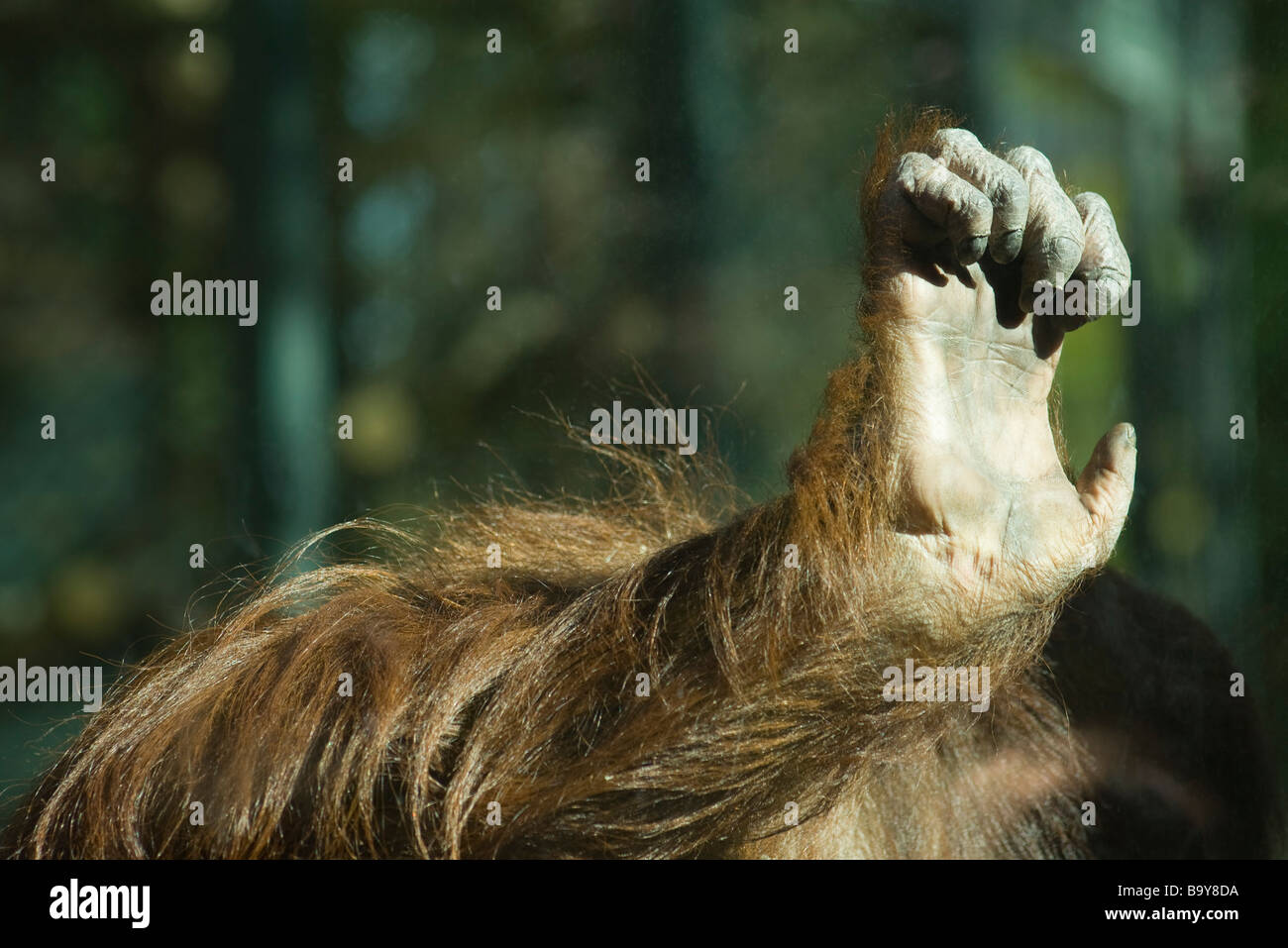 Orangutan (Pongo pygmaeus), hand Stock Photo