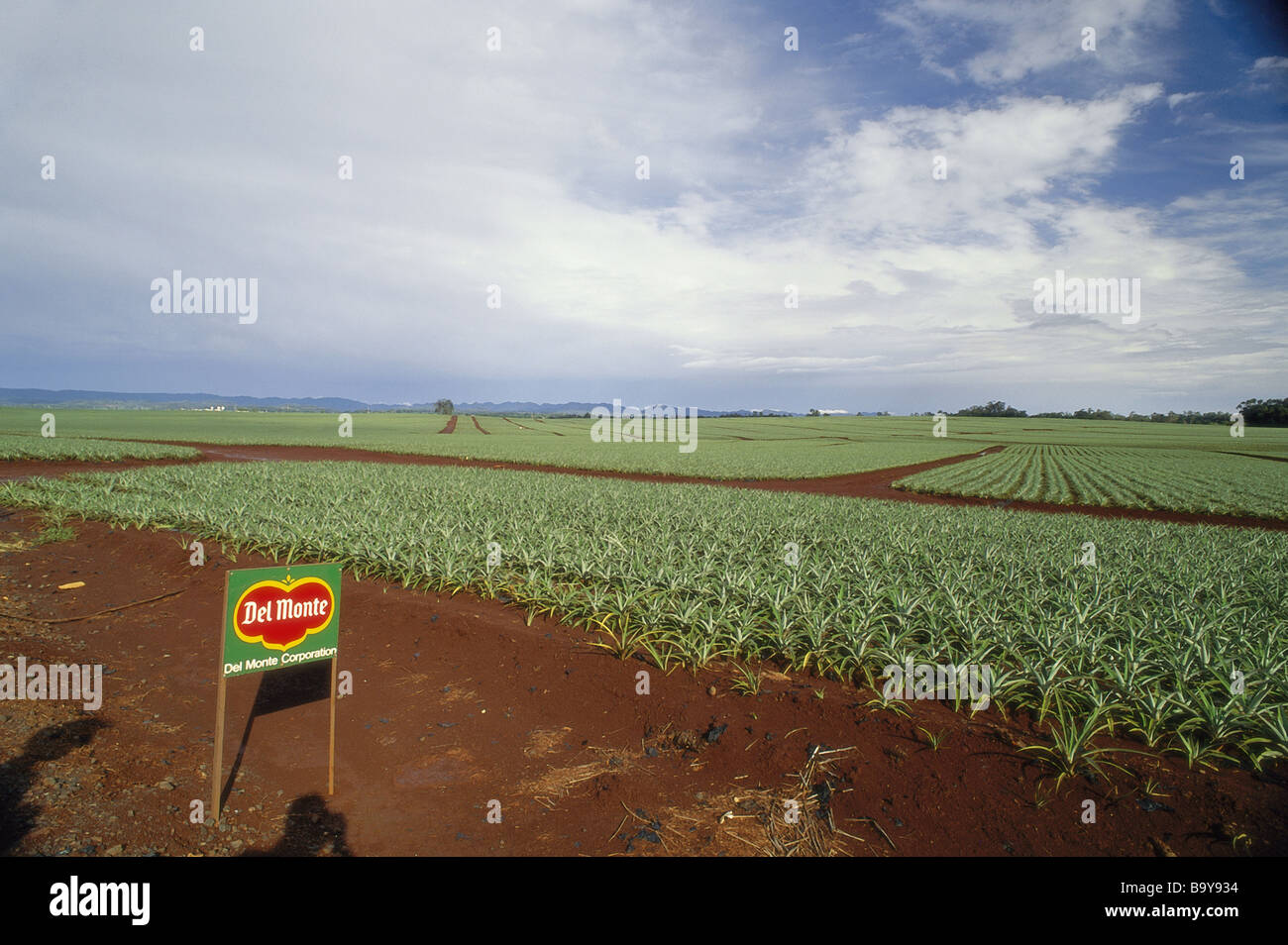 Del monte pineapple plantation oahu hires stock photography and images