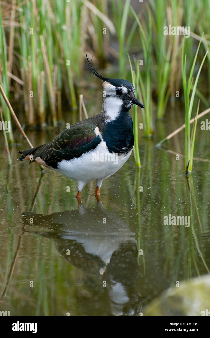 lapwing standing in pond water Stock Photo