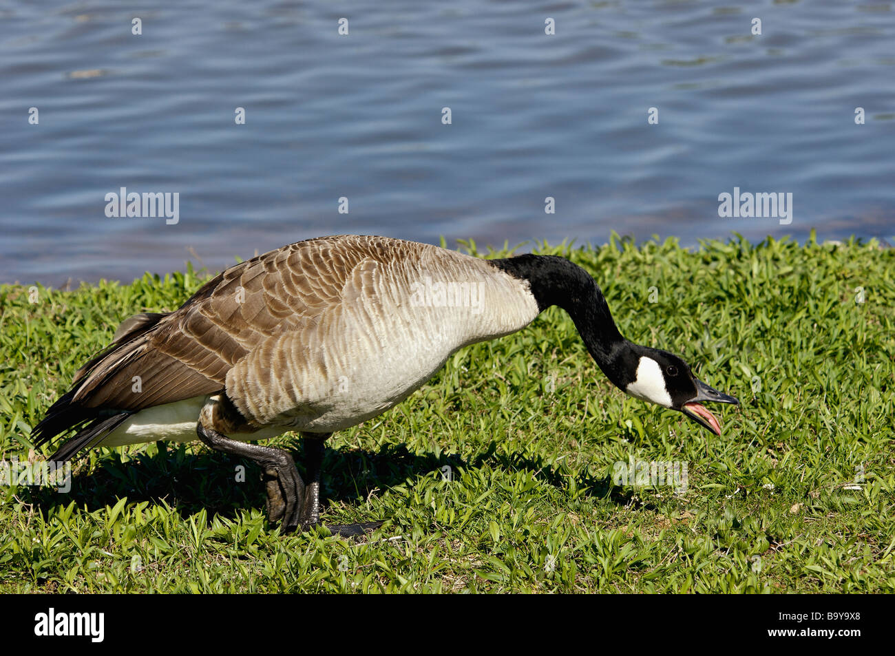 canada goose hissing to