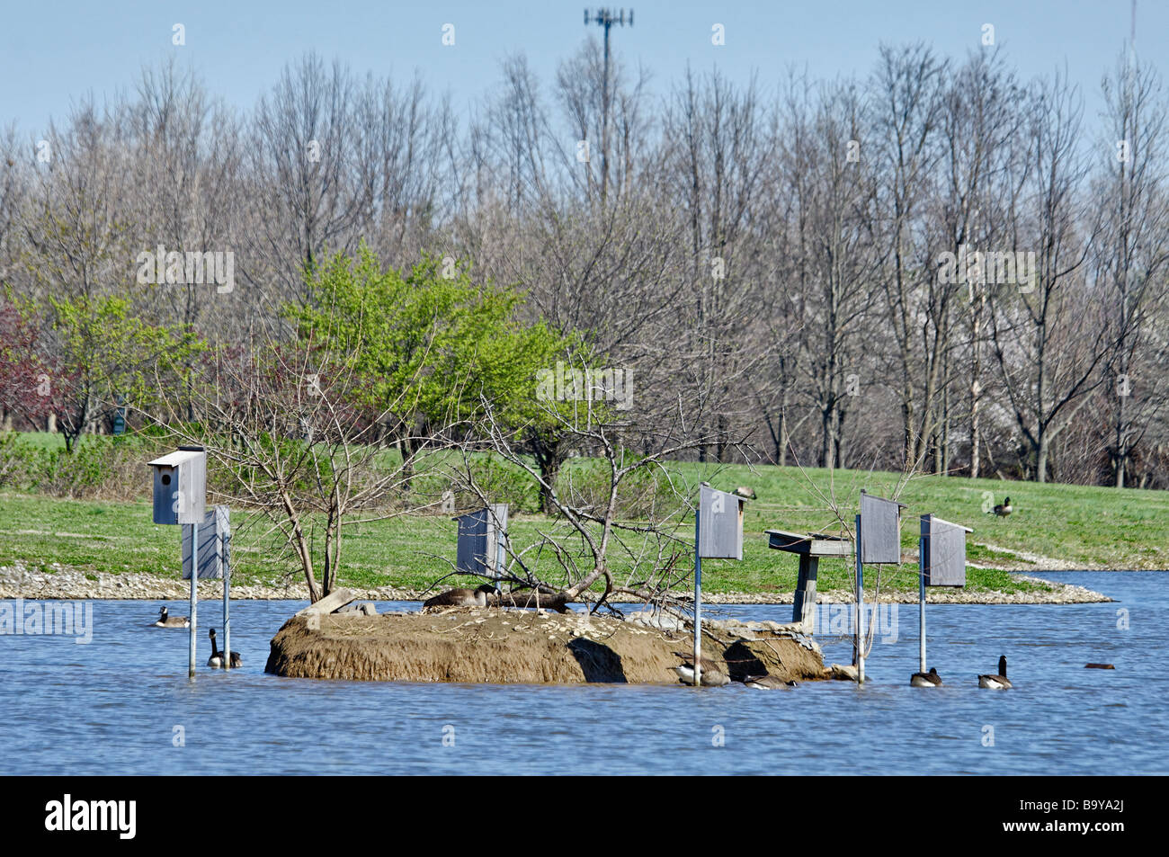 Wood Duck Nesting Boxes near Small island in Lake Stock Photo