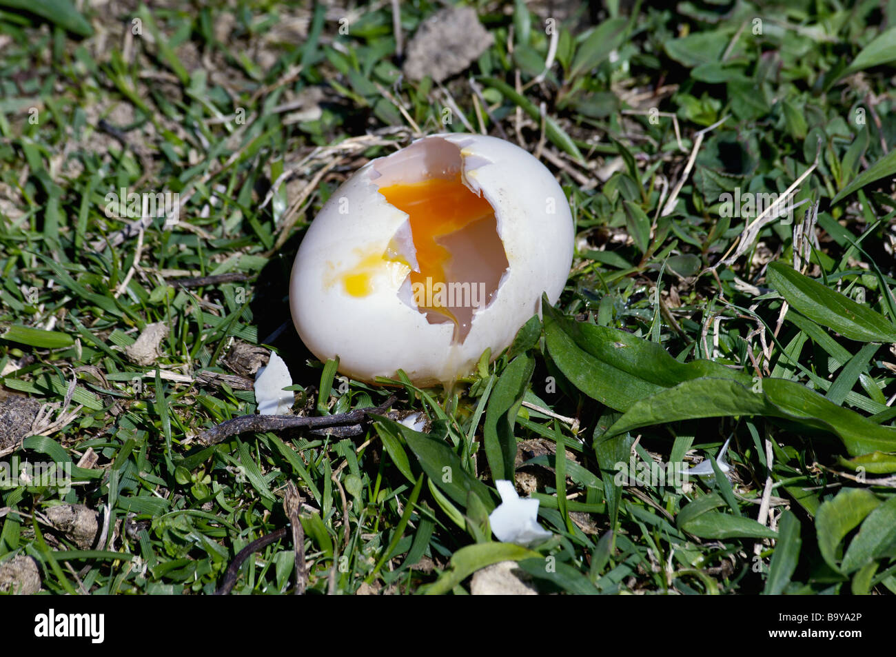 Broken Canada Goose Egg Stock Photo