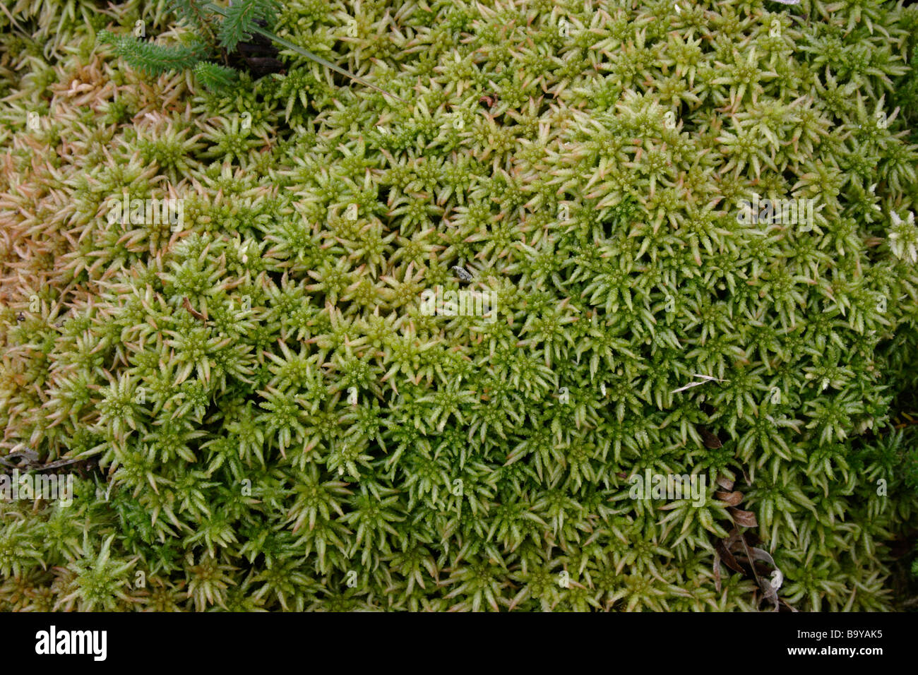 Papillose bog moss Sphagnum papillosum in open woodland UK Stock Photo