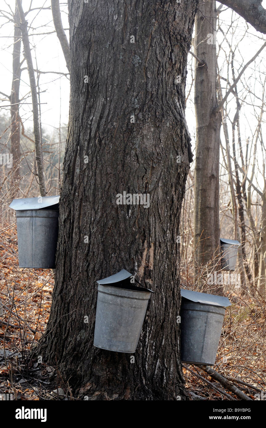 Buckets collecting sap for Maple syrup in Vermont Spring Stock Photo Alamy