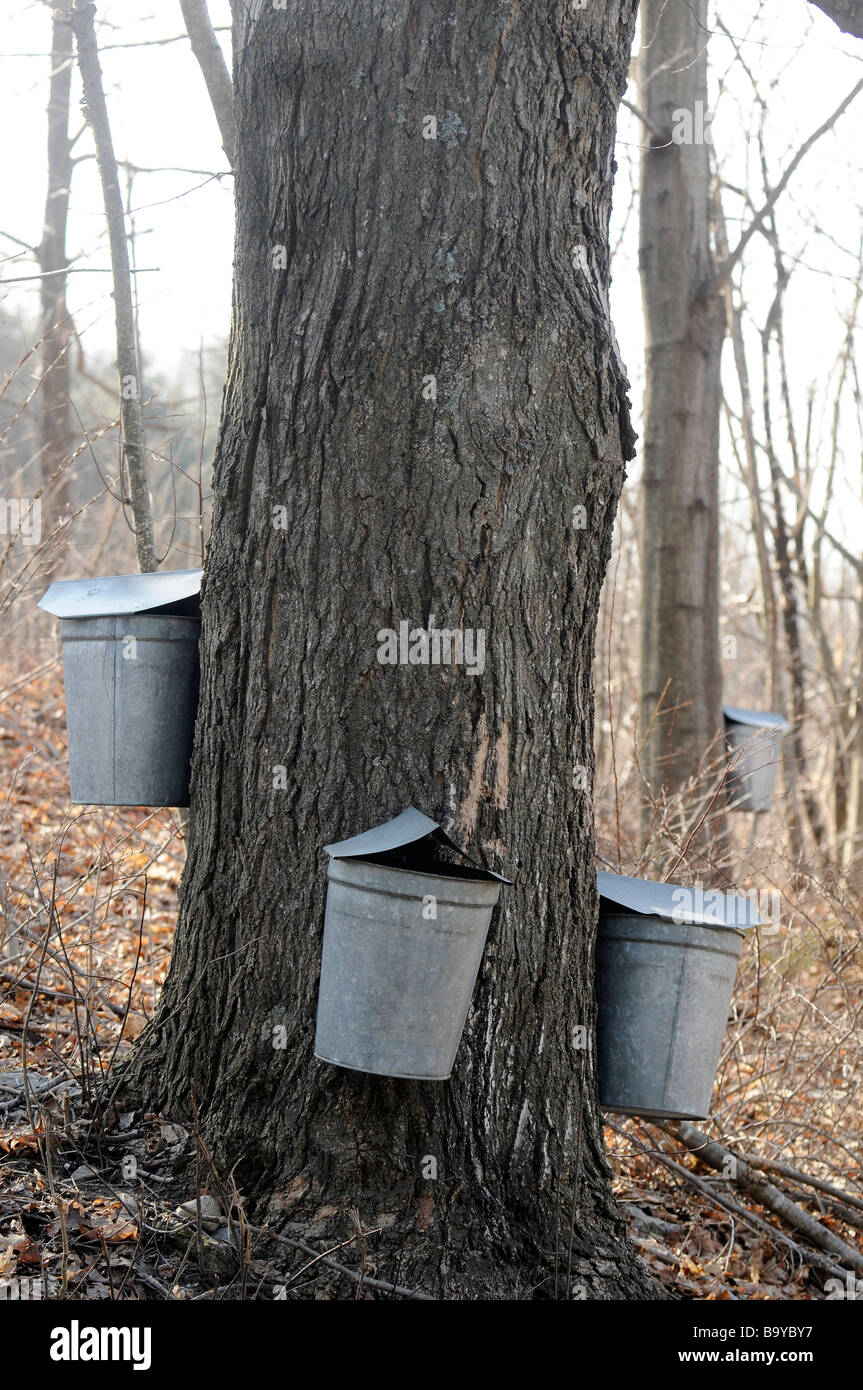 Buckets collecting sap for Maple syrup in Vermont Spring Stock Photo