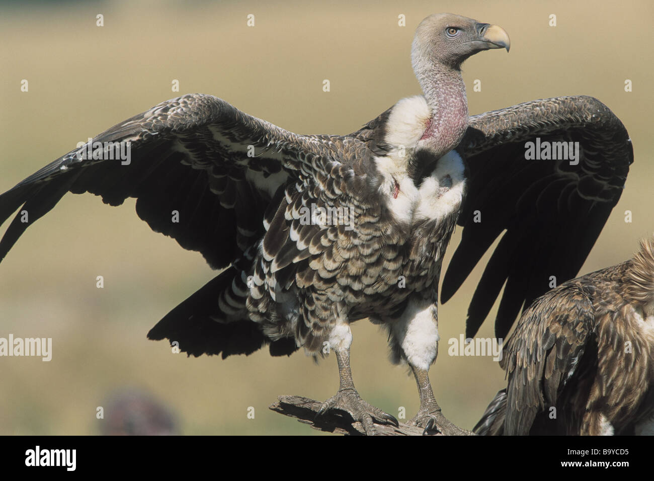 Res Rupel Rupell hi-res stock photography and images - Alamy