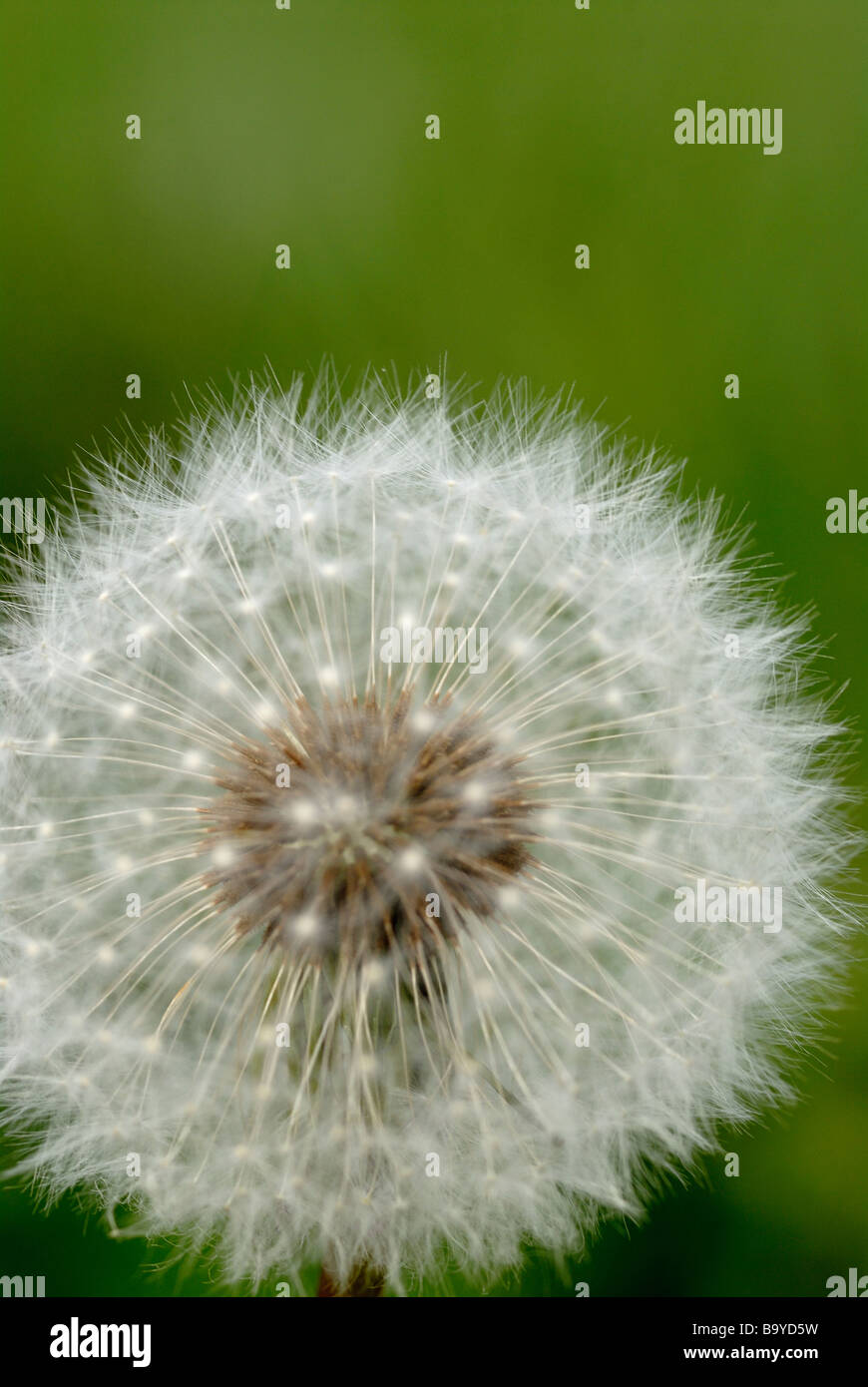 Dandelion tufts hi-res stock photography and images - Alamy