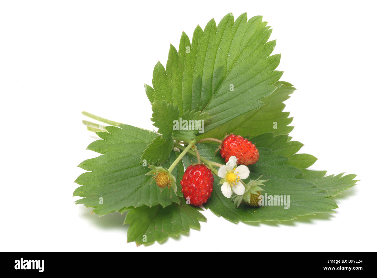Leaves blossom and fruit of the medicinal plant Walderdbeere Erdbeere wild strawberry wood strawberry Fragaria vesca Stock Photo