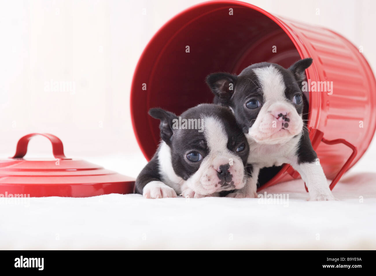 Two boston terrier fawning in a bucket Stock Photo