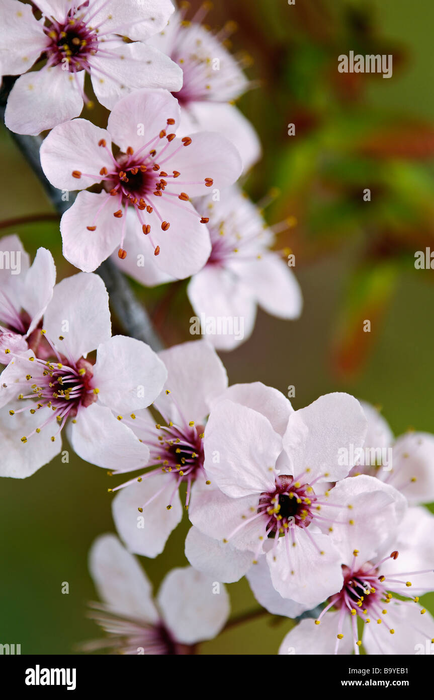 Blossoms of Purple Leaf Plum Tree Stock Photo