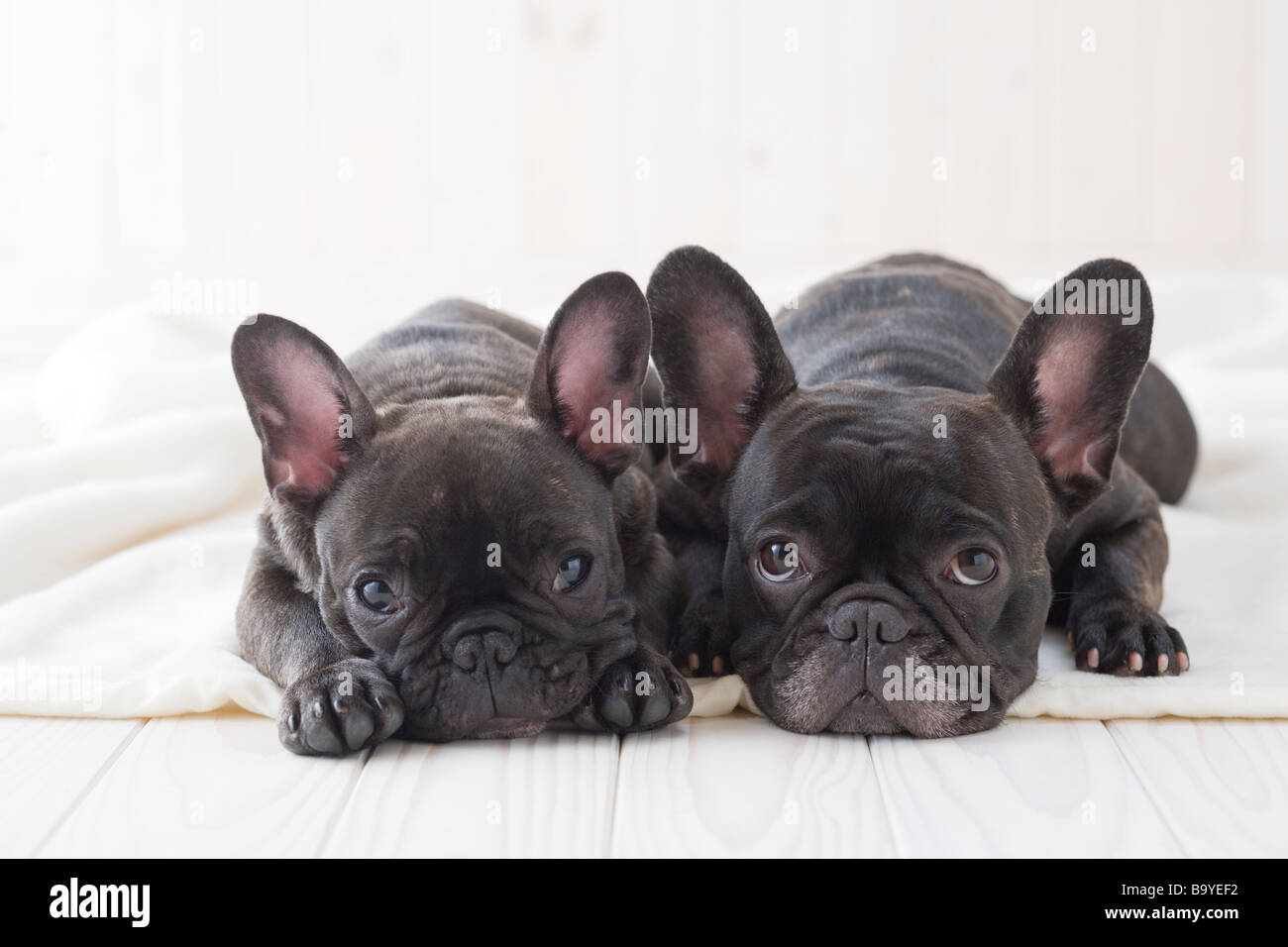 Two french bulldog snuggling on a blanket Stock Photo