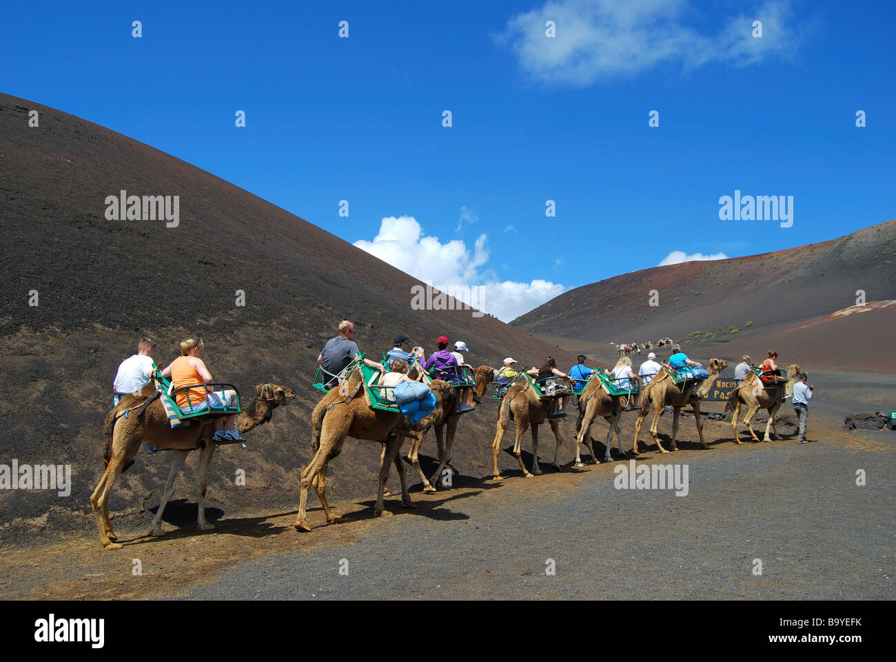 Camel rides, Timanfaya National Park, Lanzarote, Canary Islands, Spain ...
