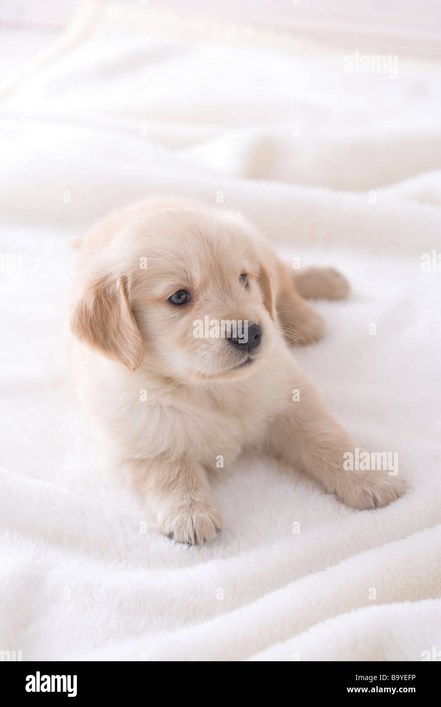 Golden retriever on a blanket Stock Photo - Alamy
