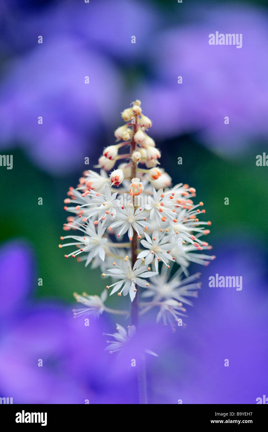 Close up of Foamflower seen through Blue Phlox in Great Smoky Mountans National Park Tennessee Stock Photo