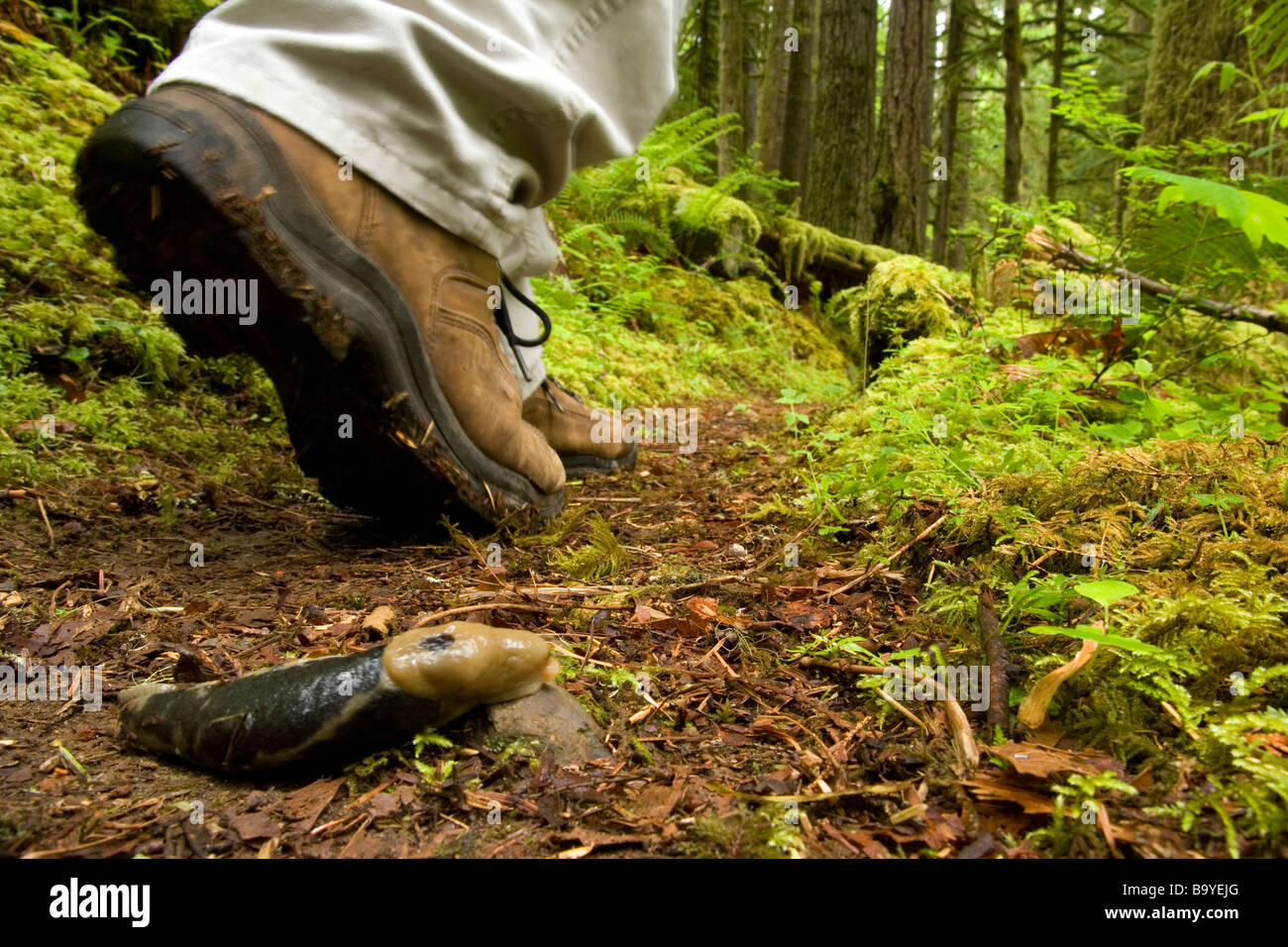 Tread Lightly - Rockport State Park, Washington Stock Photo - Alamy